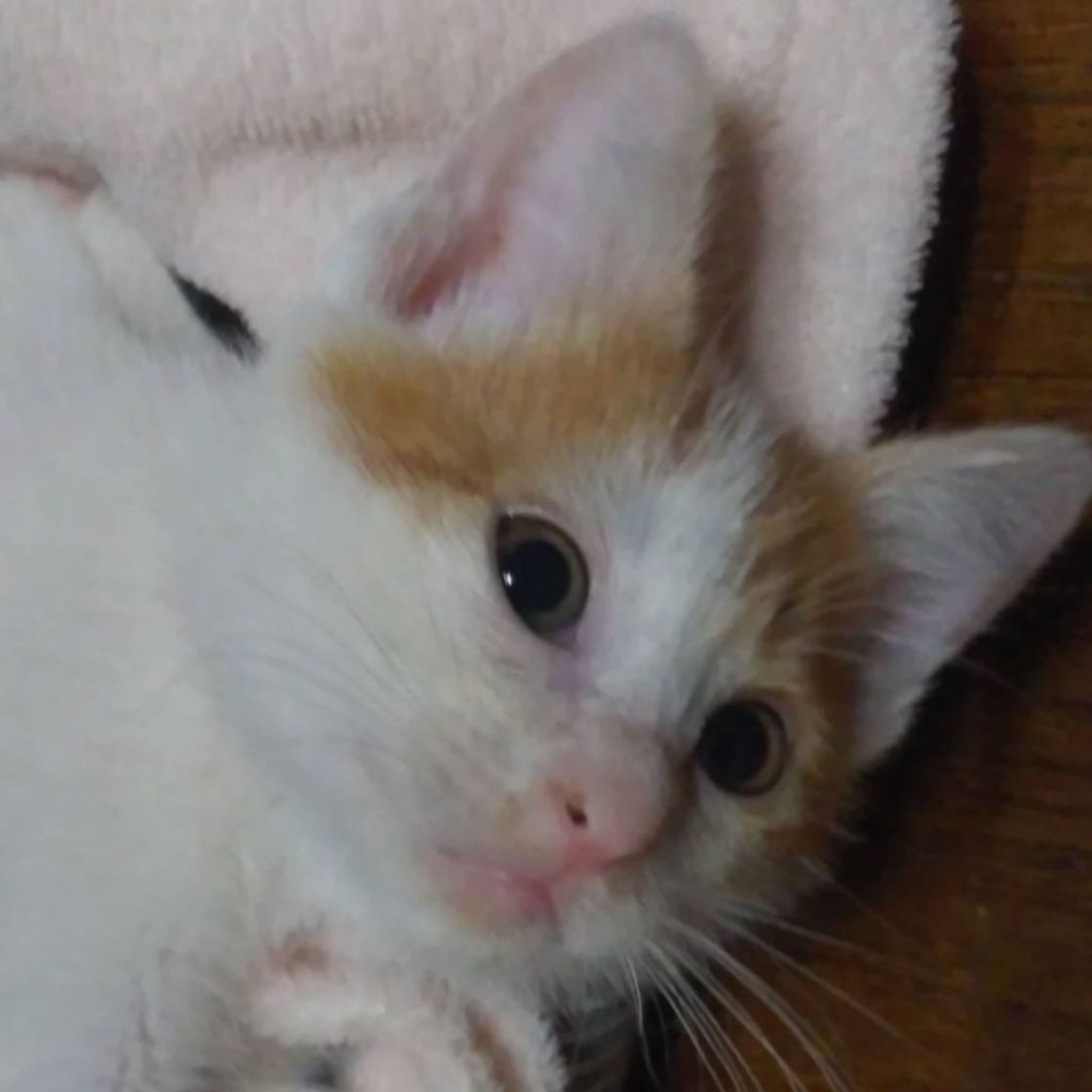 雑種（ミックス猫）・オスの里親募集の写真