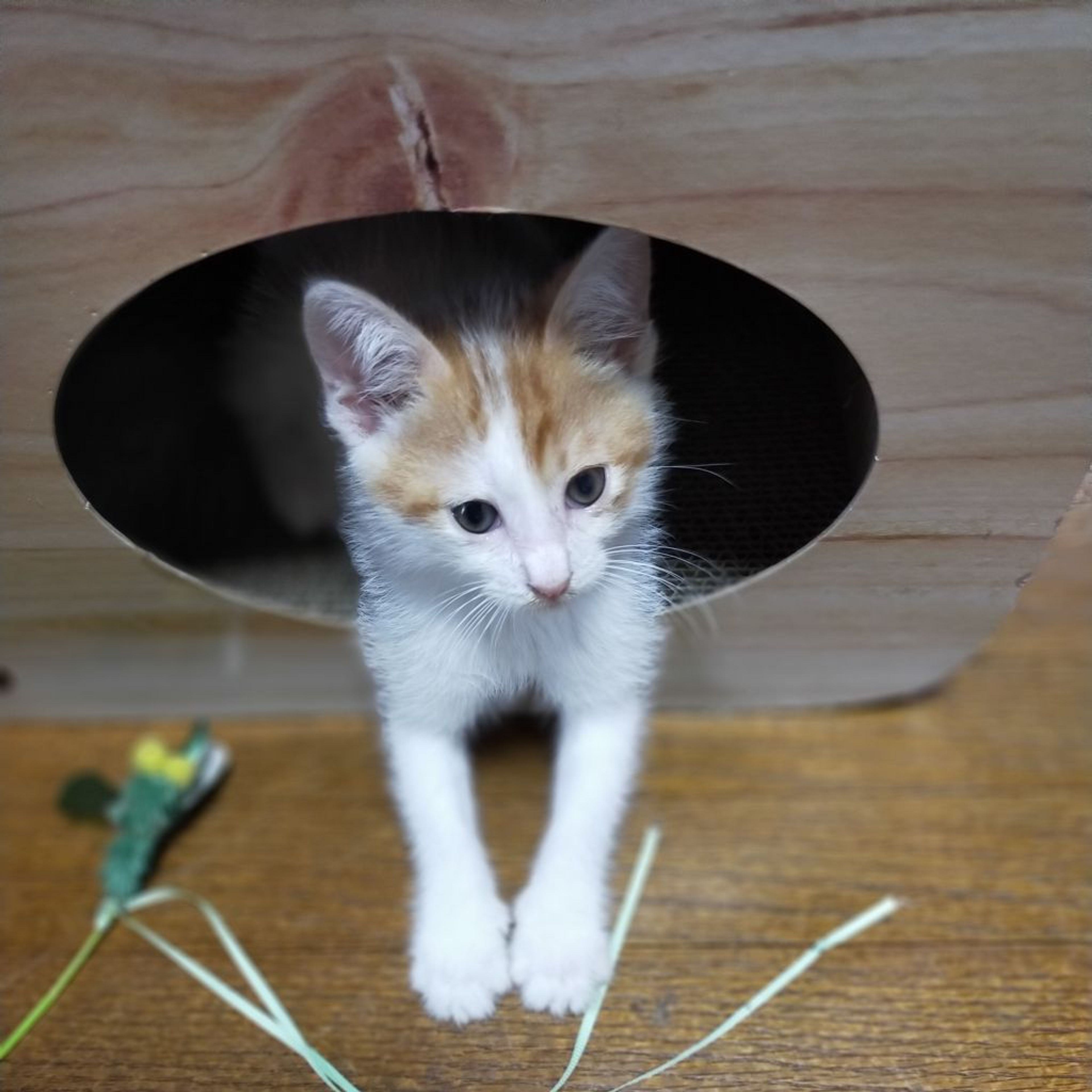 pet-image-3