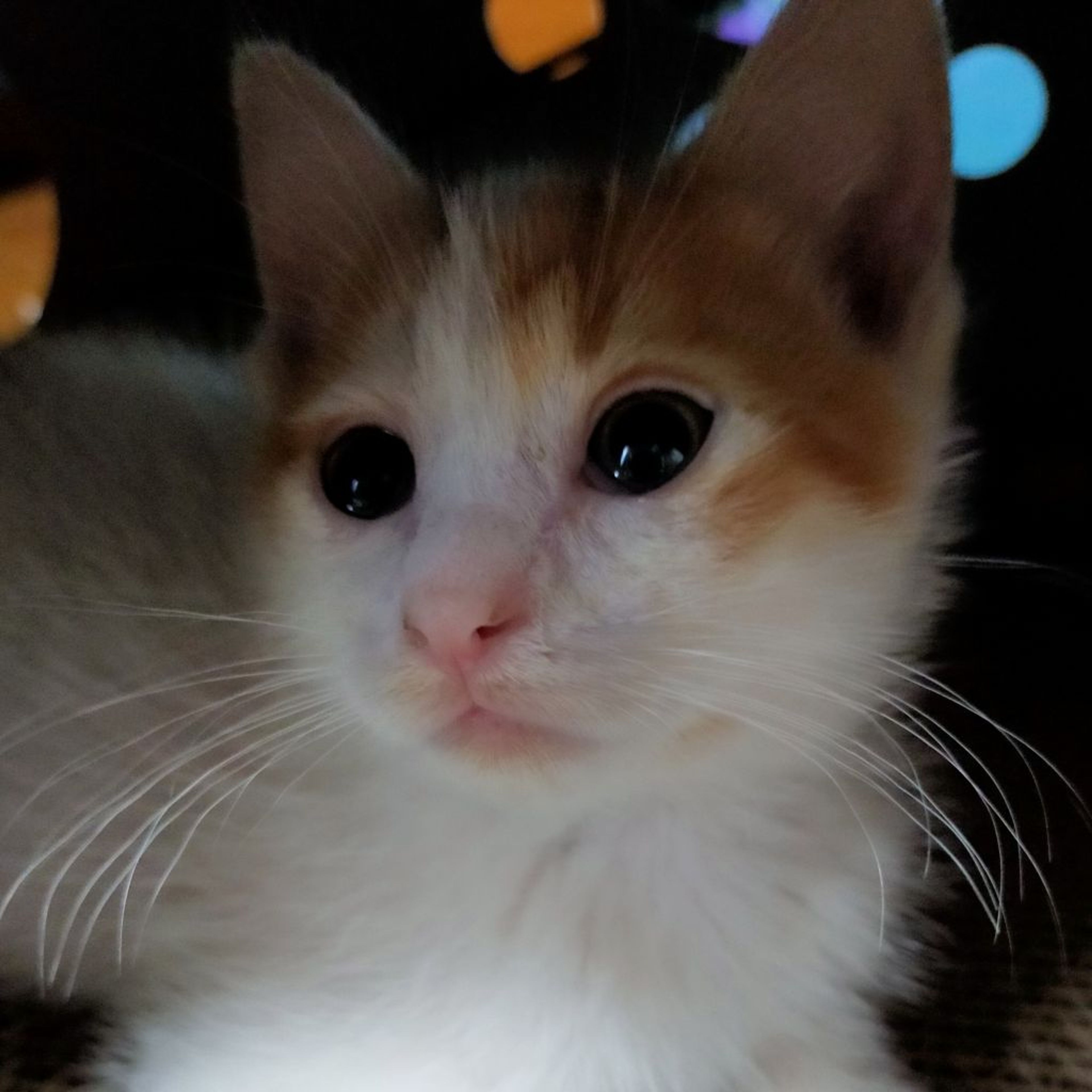 pet-image-4