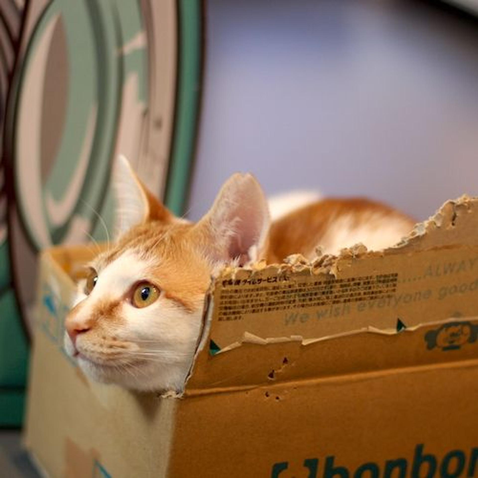 pet-image-5