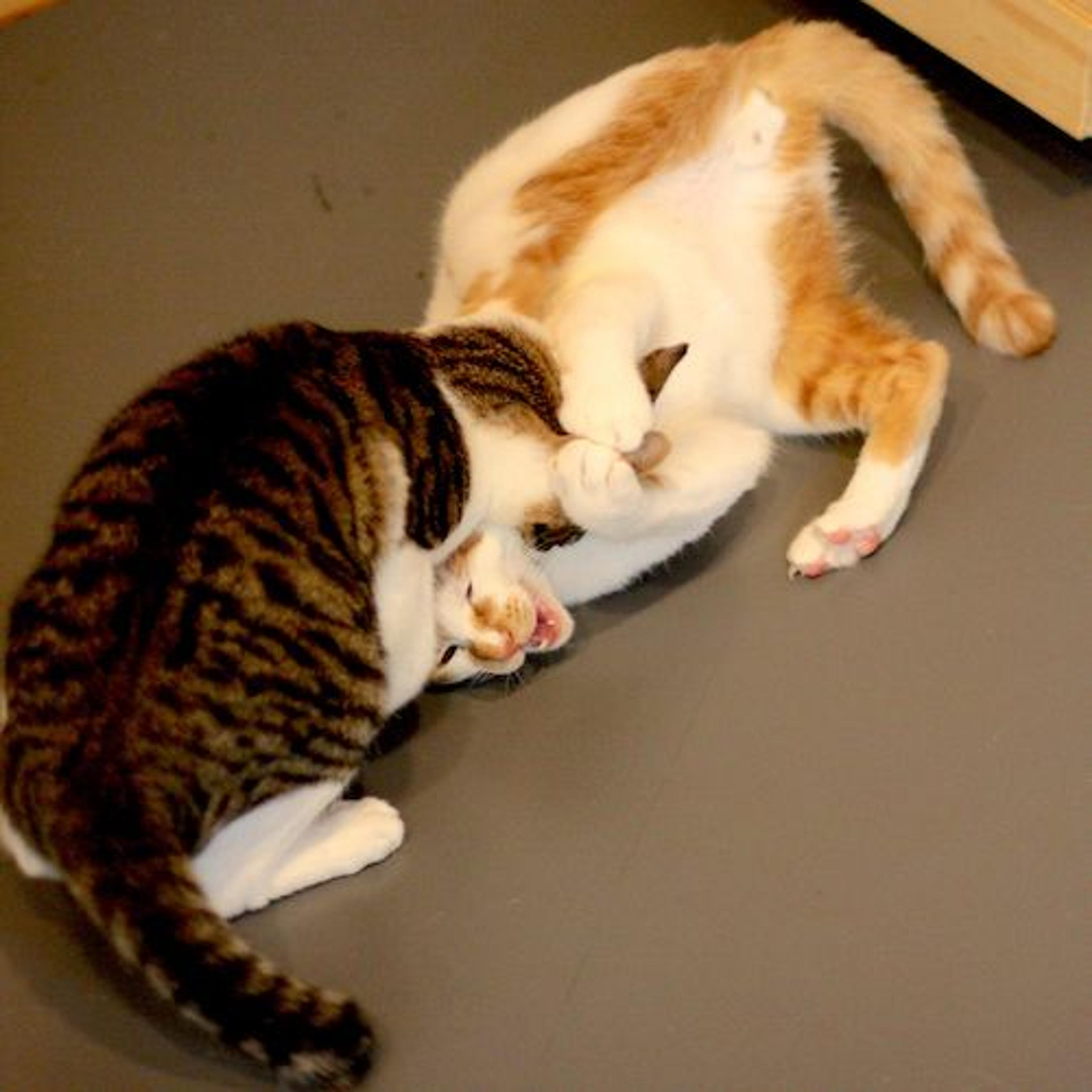 pet-image-6