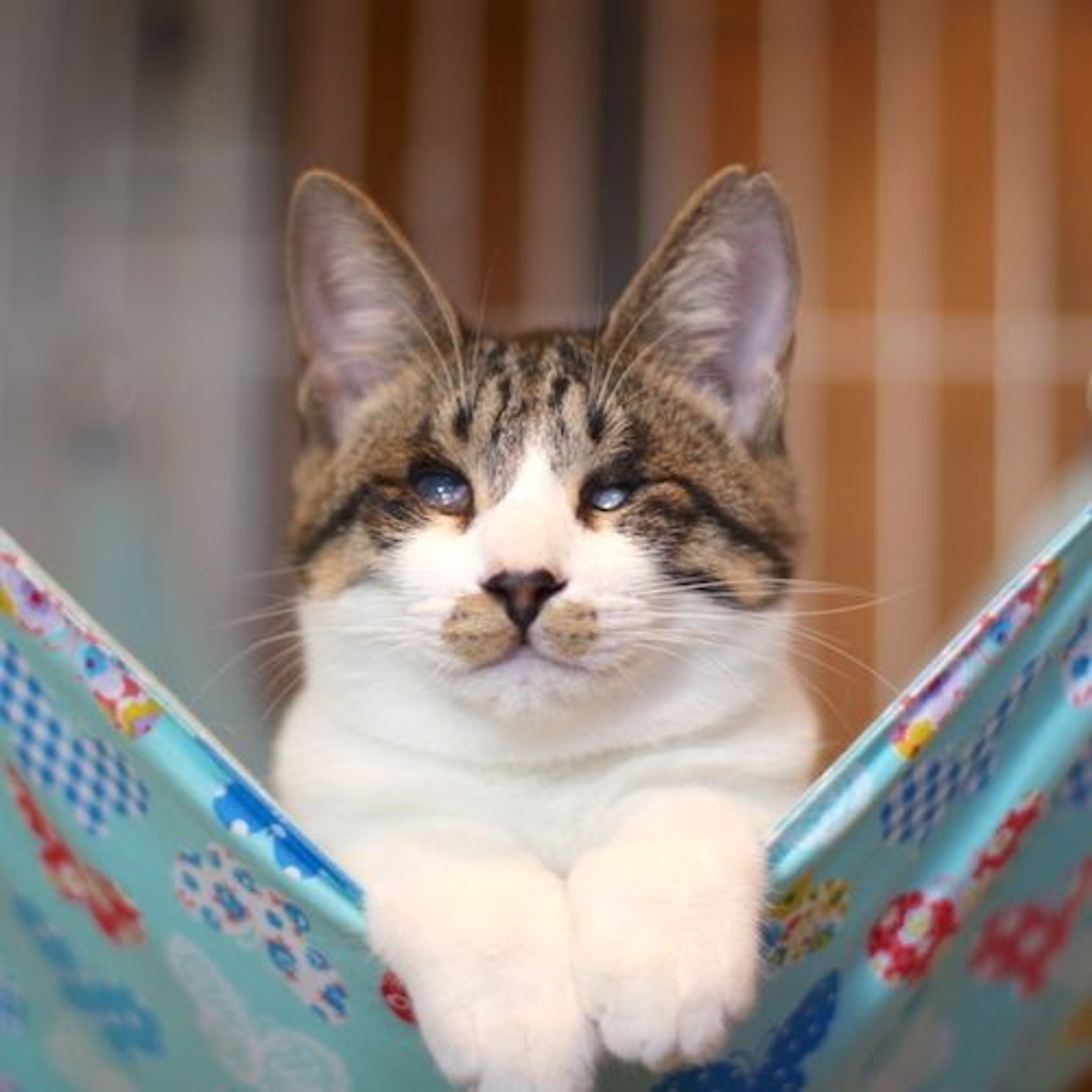 雑種（ミックス猫）・オスの里親募集の写真
