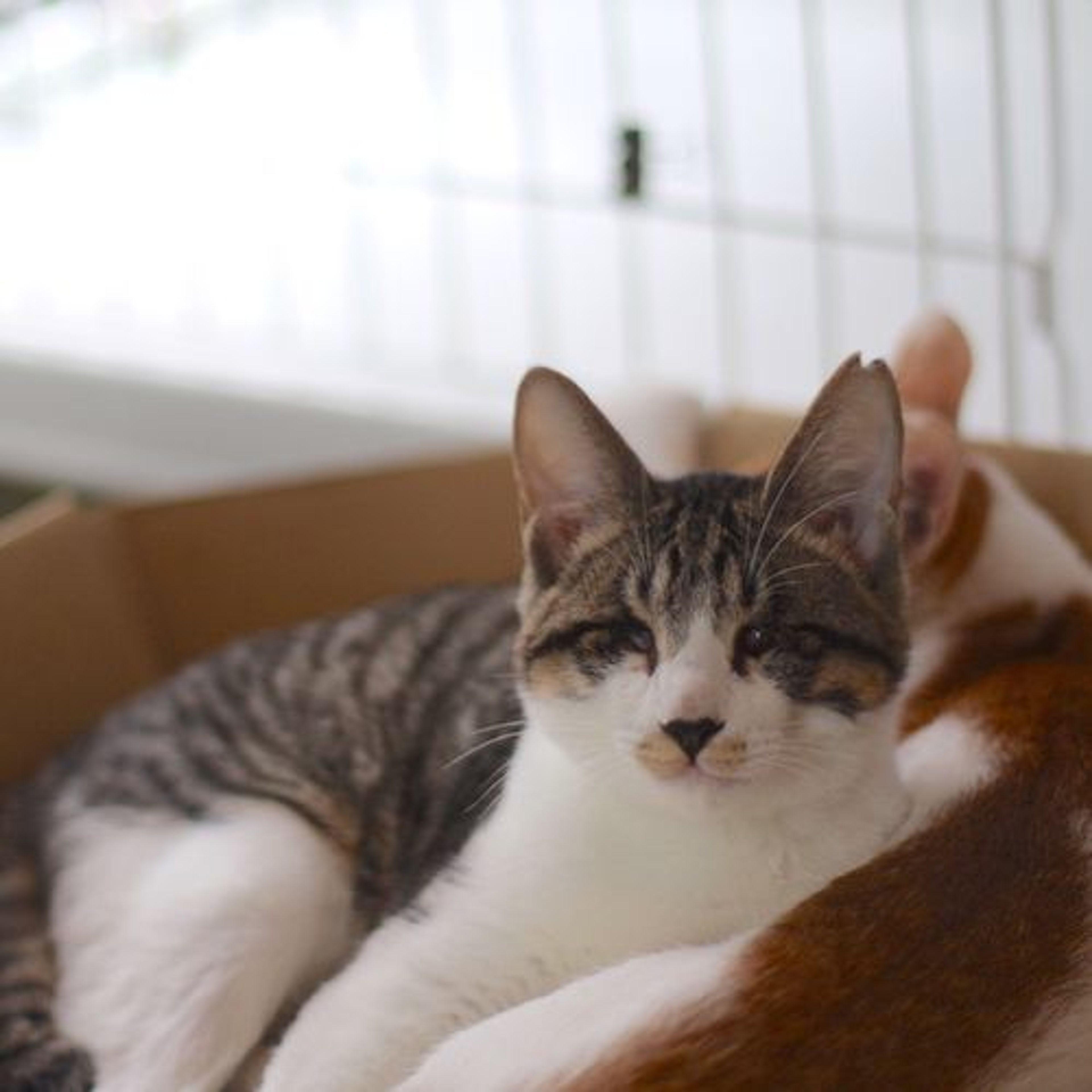 pet-image-2
