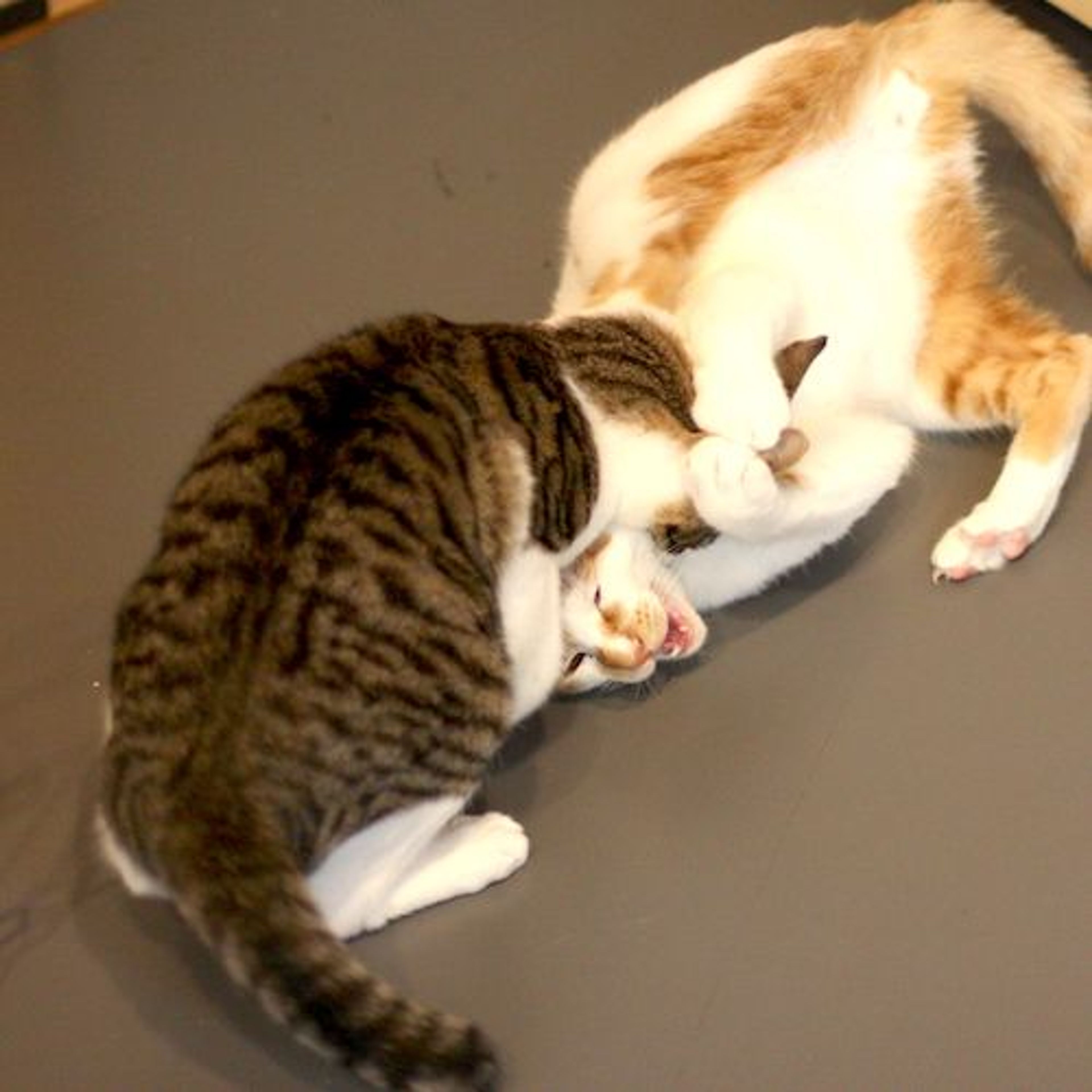 pet-image-3