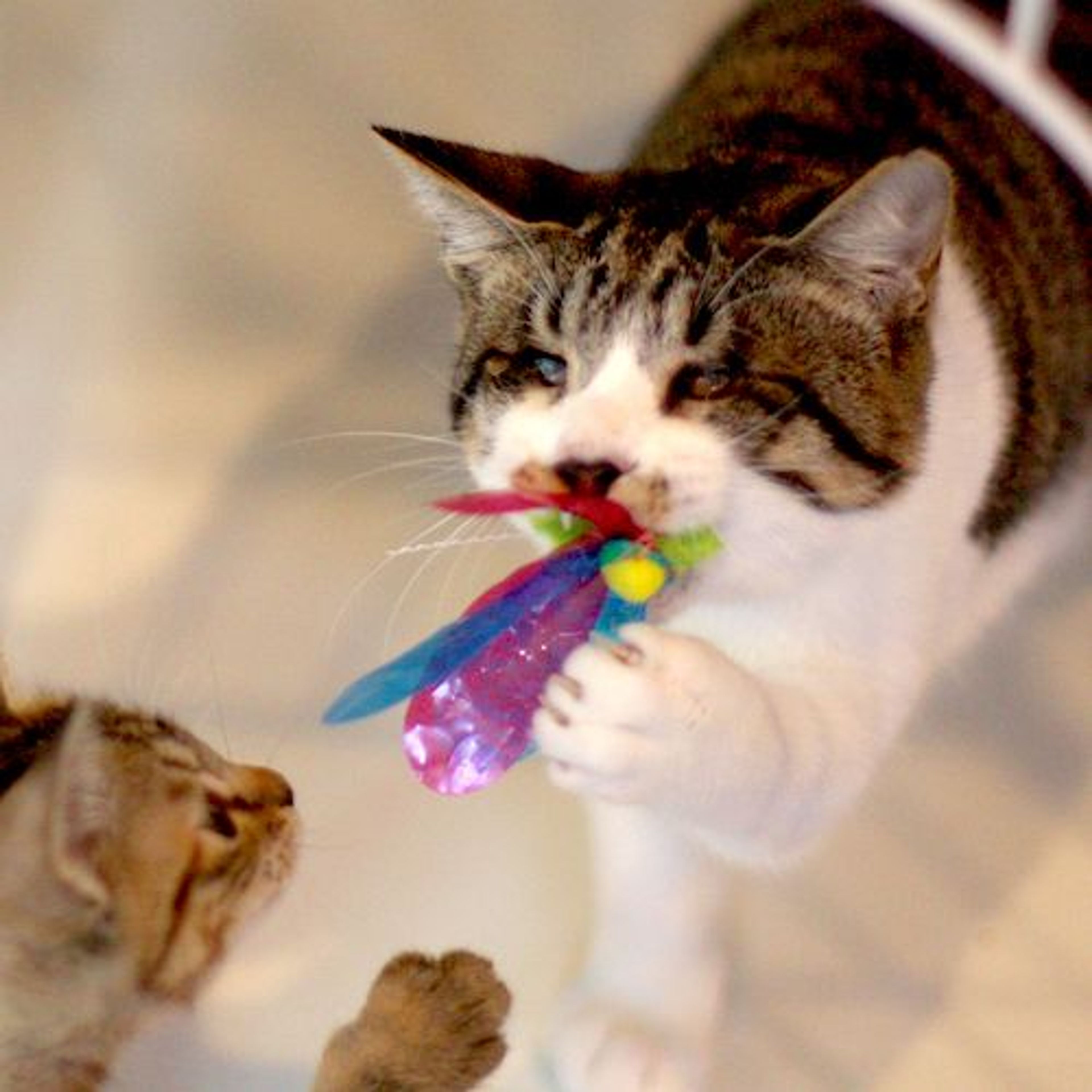 pet-image-4