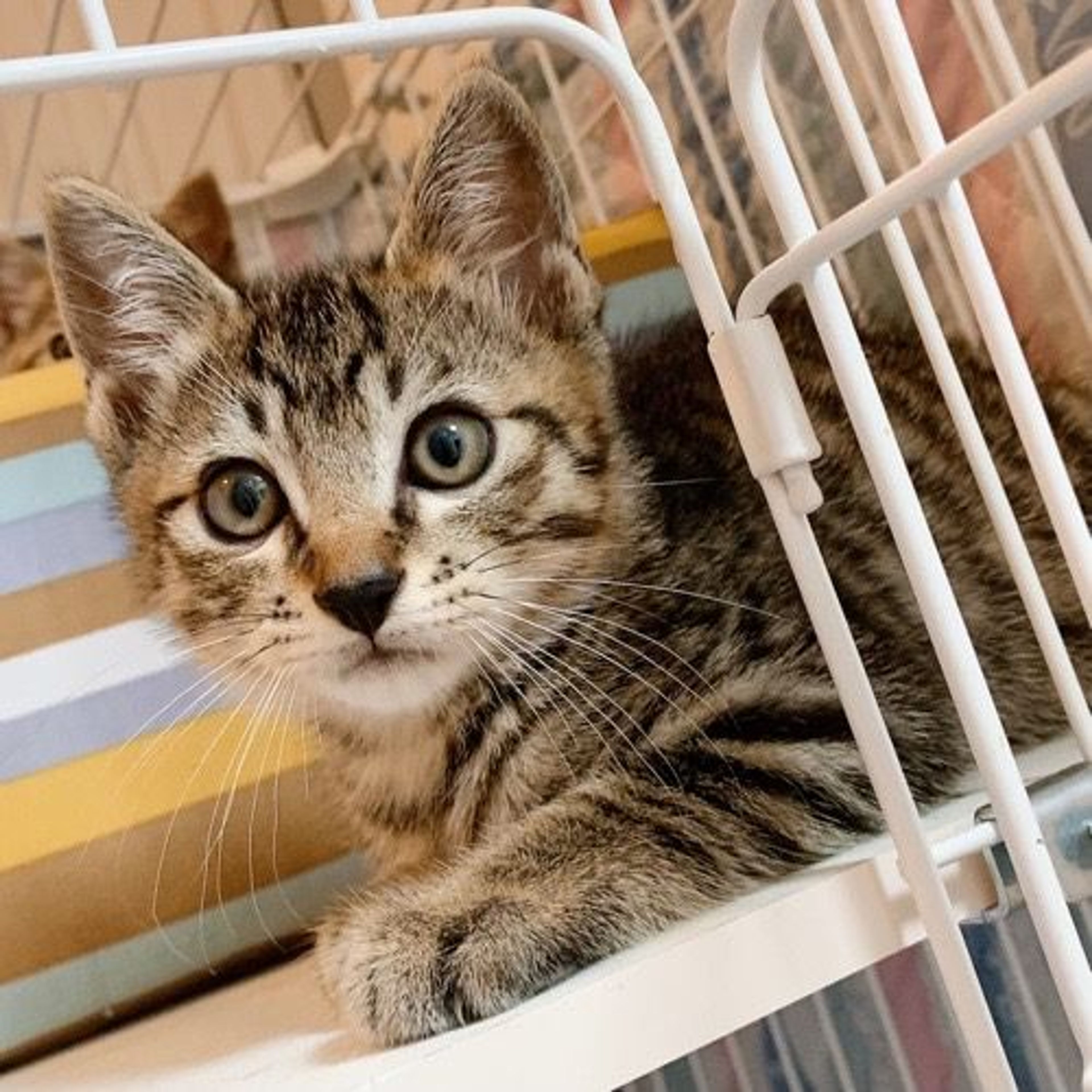 雑種（ミックス猫）・オスの里親募集の写真