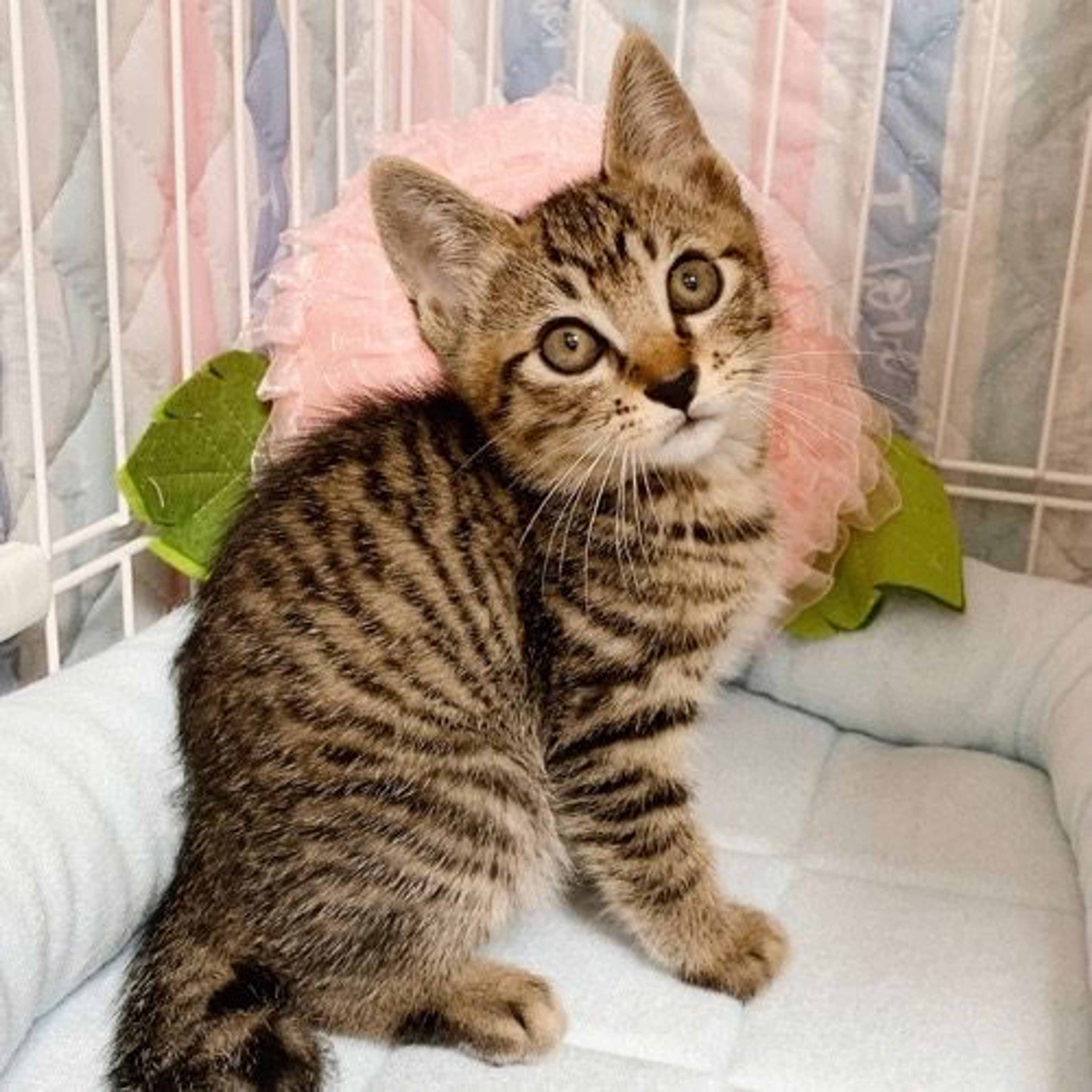 pet-image-4