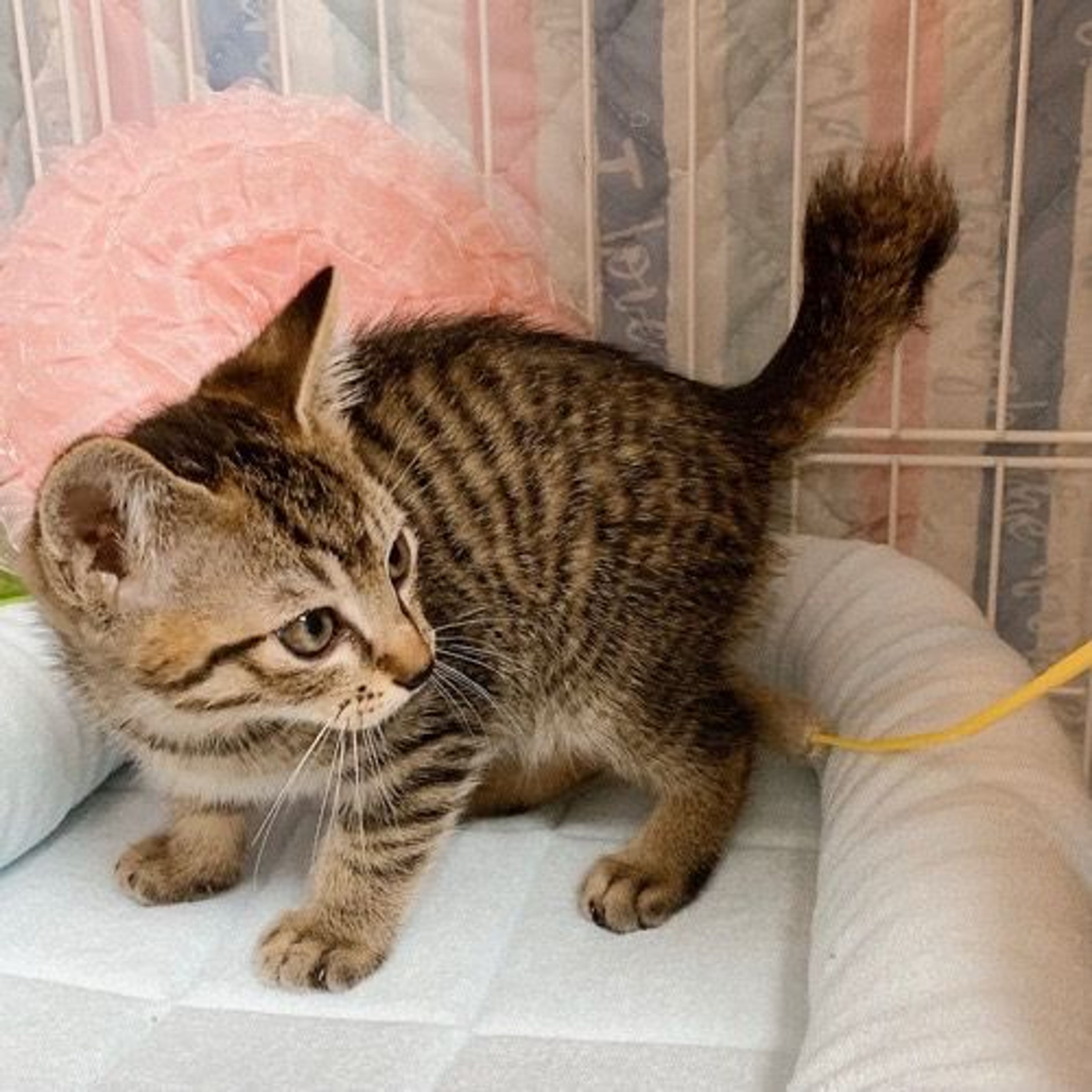 pet-image-5