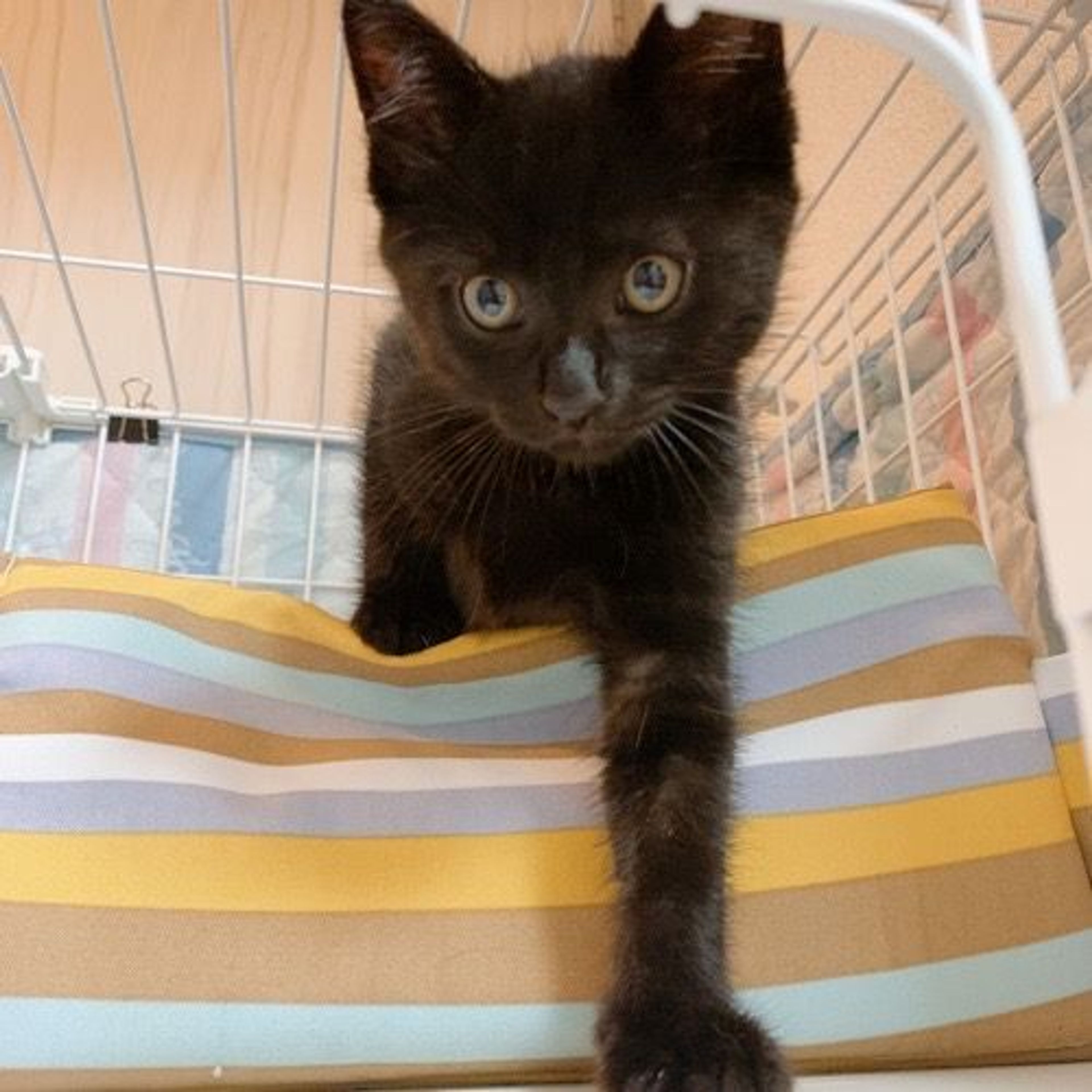 pet-image-4
