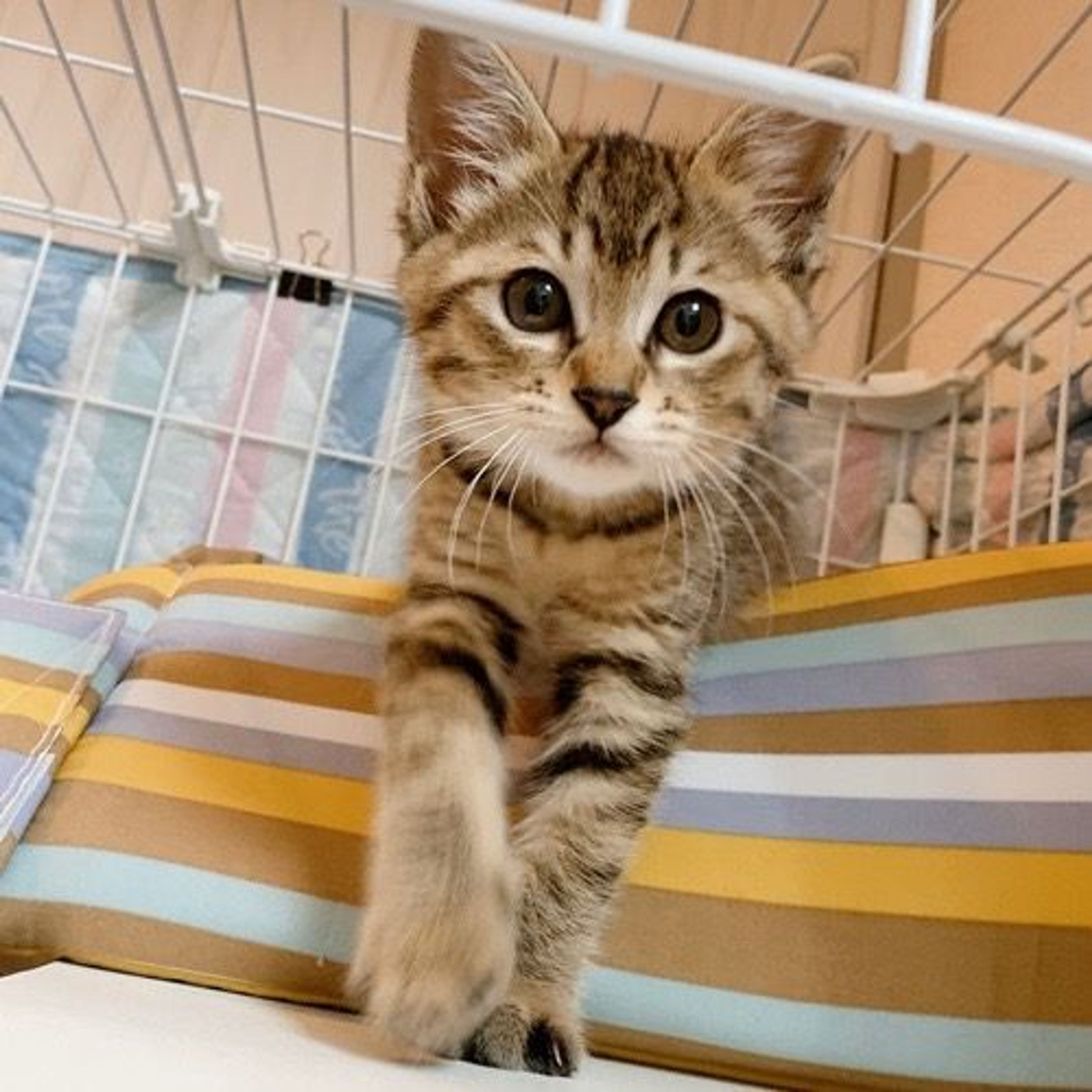 雑種（ミックス猫）・メスの里親募集の写真