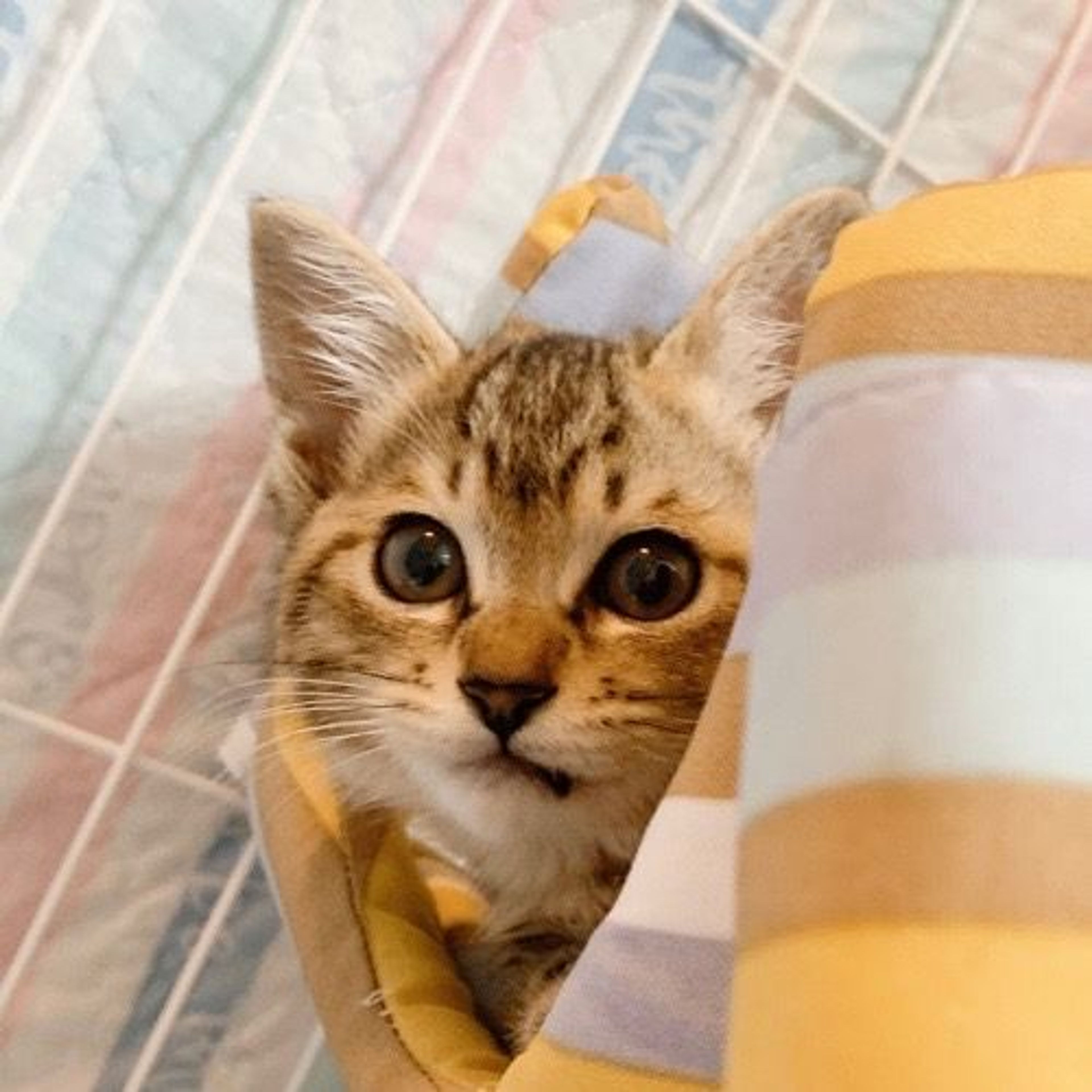 pet-image-3