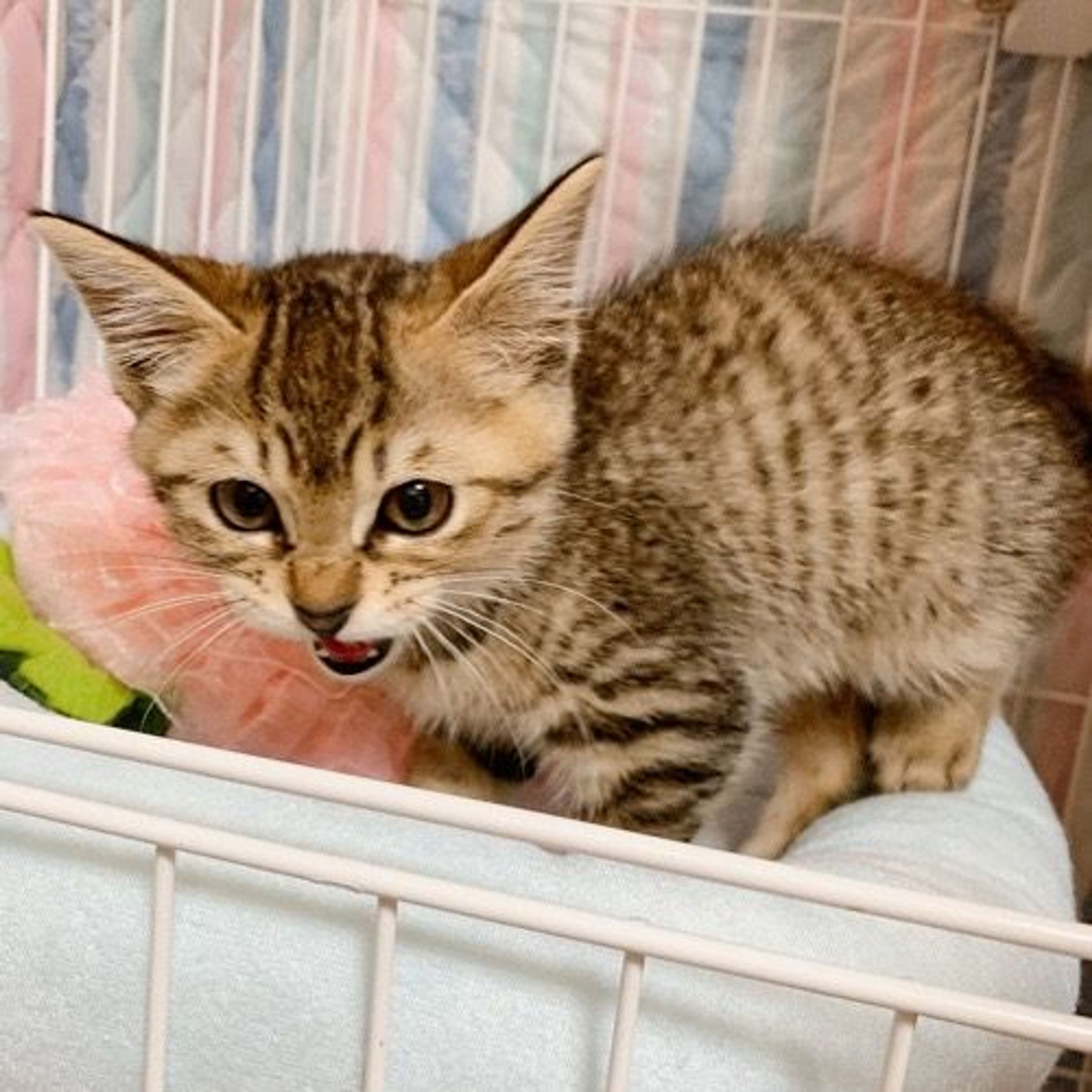 pet-image-4