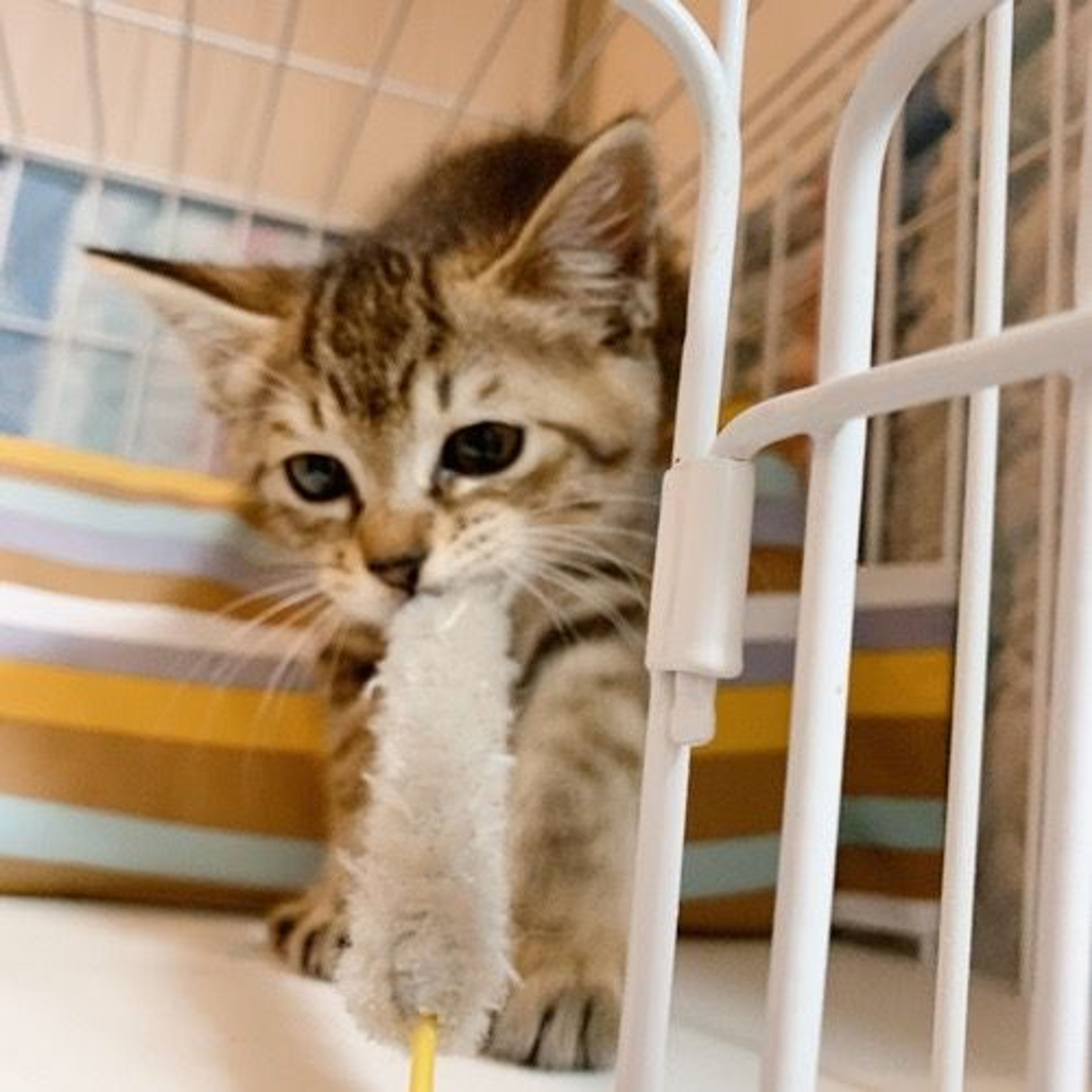 pet-image-5