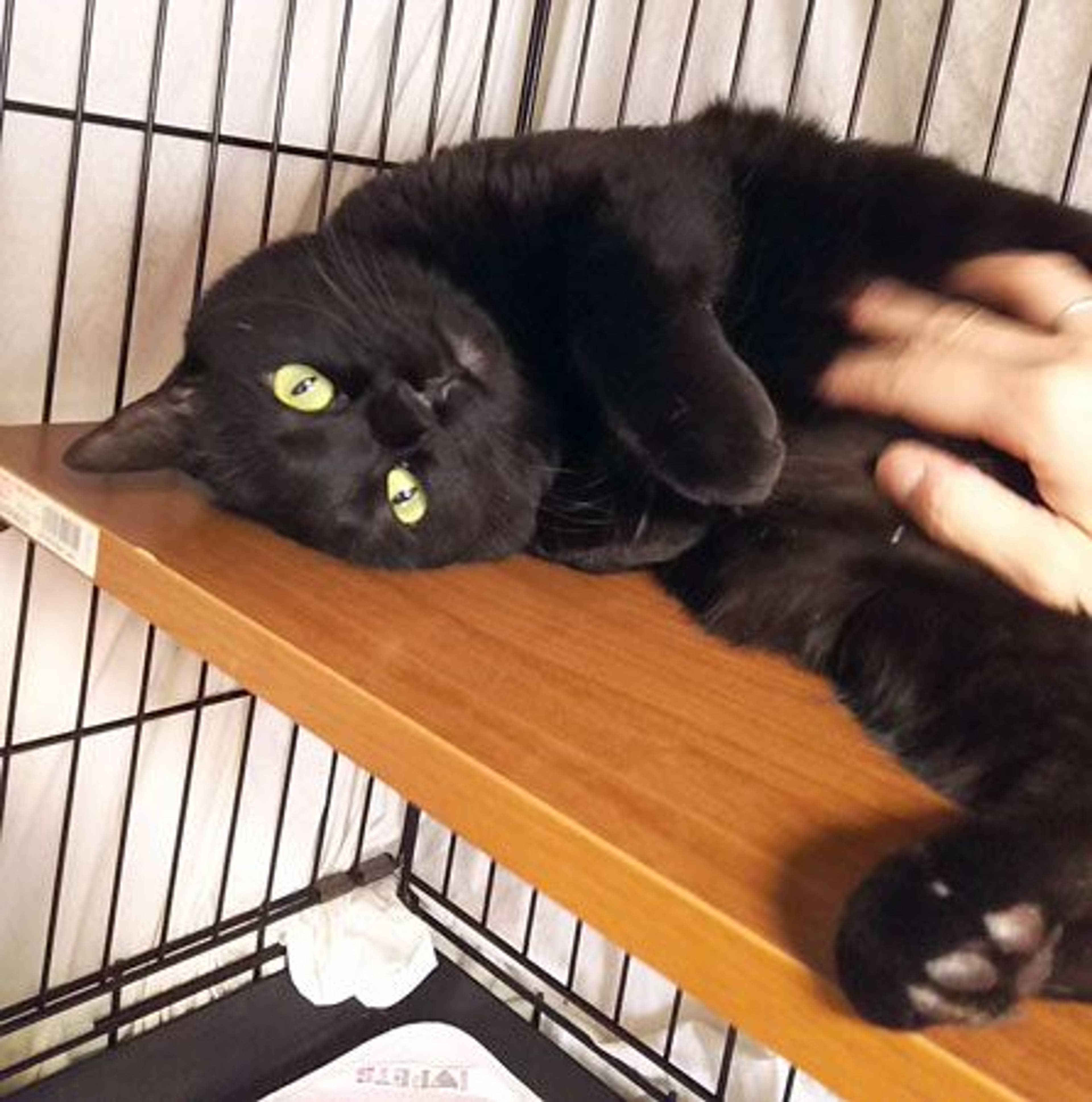 雑種（ミックス猫）・メスの里親募集の写真