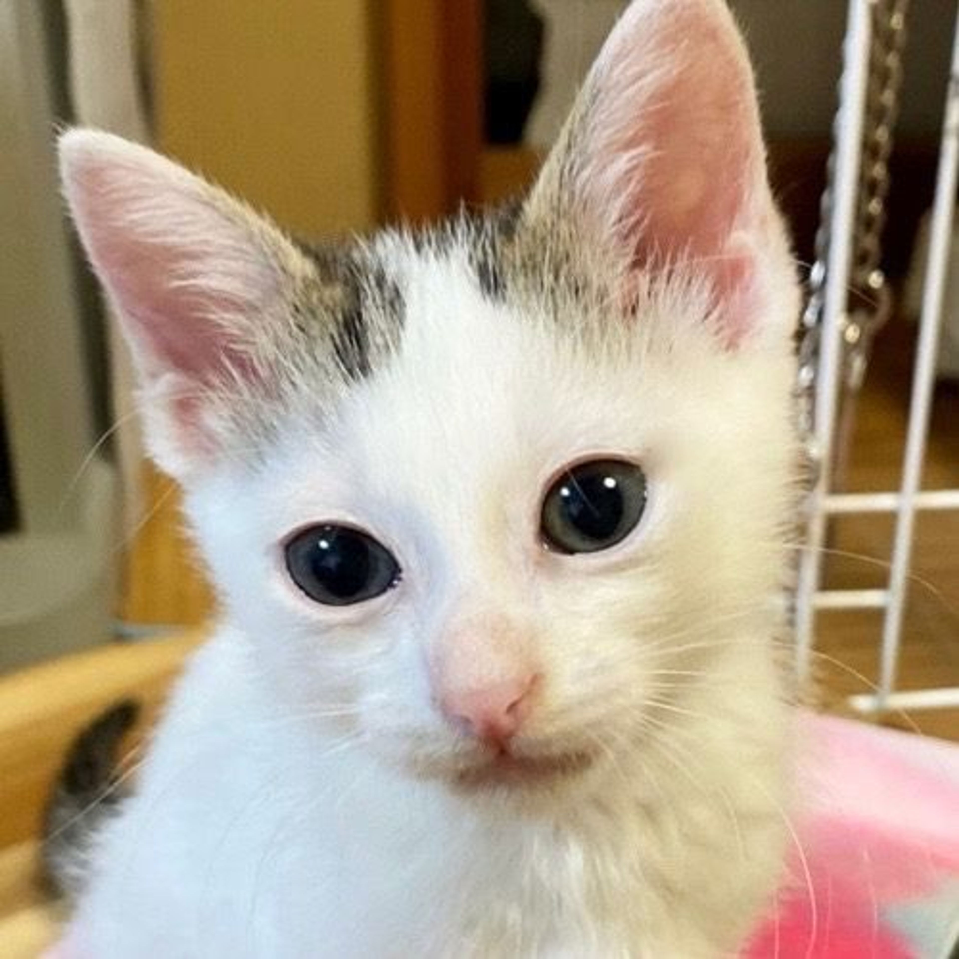 雑種（ミックス猫）・オスの里親募集の写真