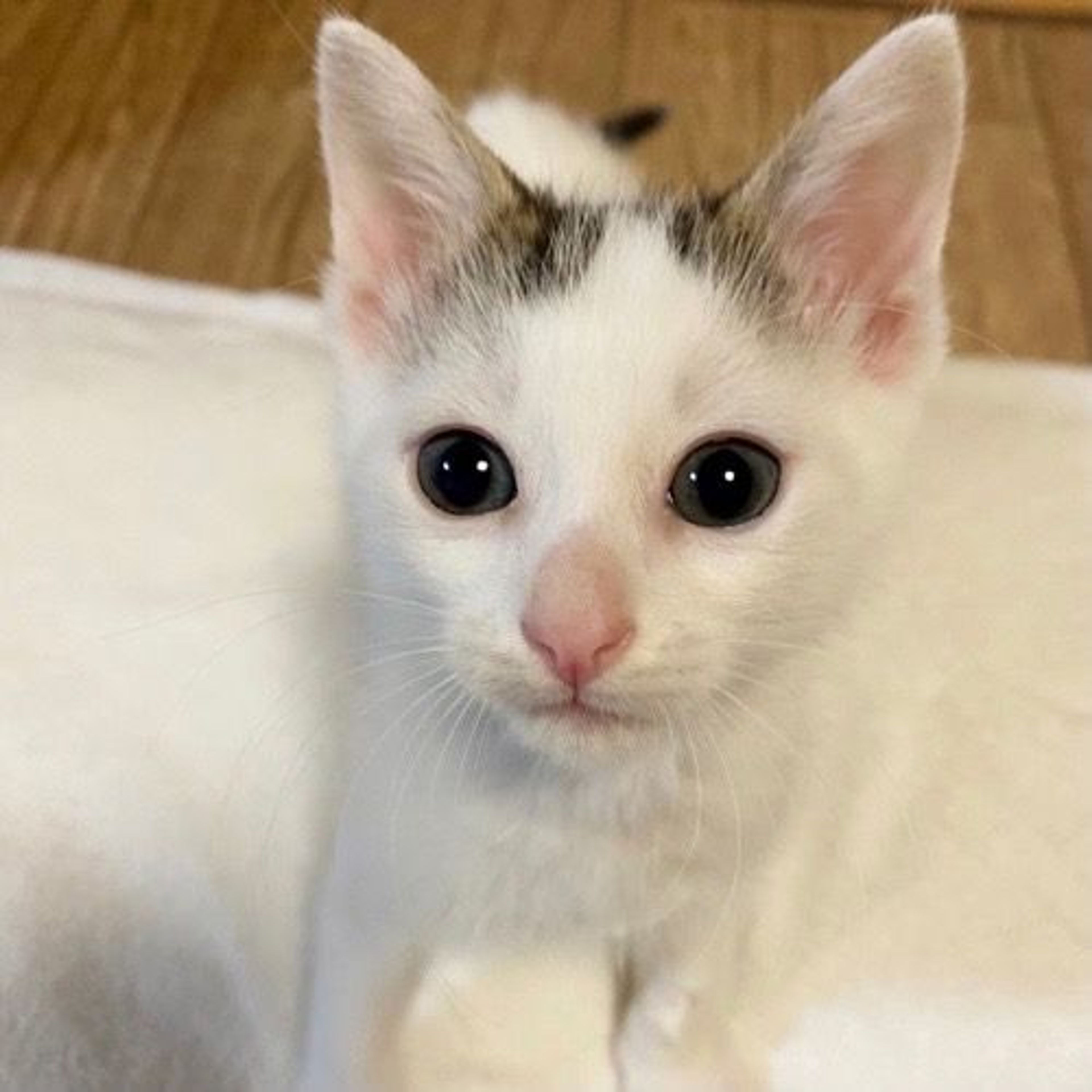 pet-image-2