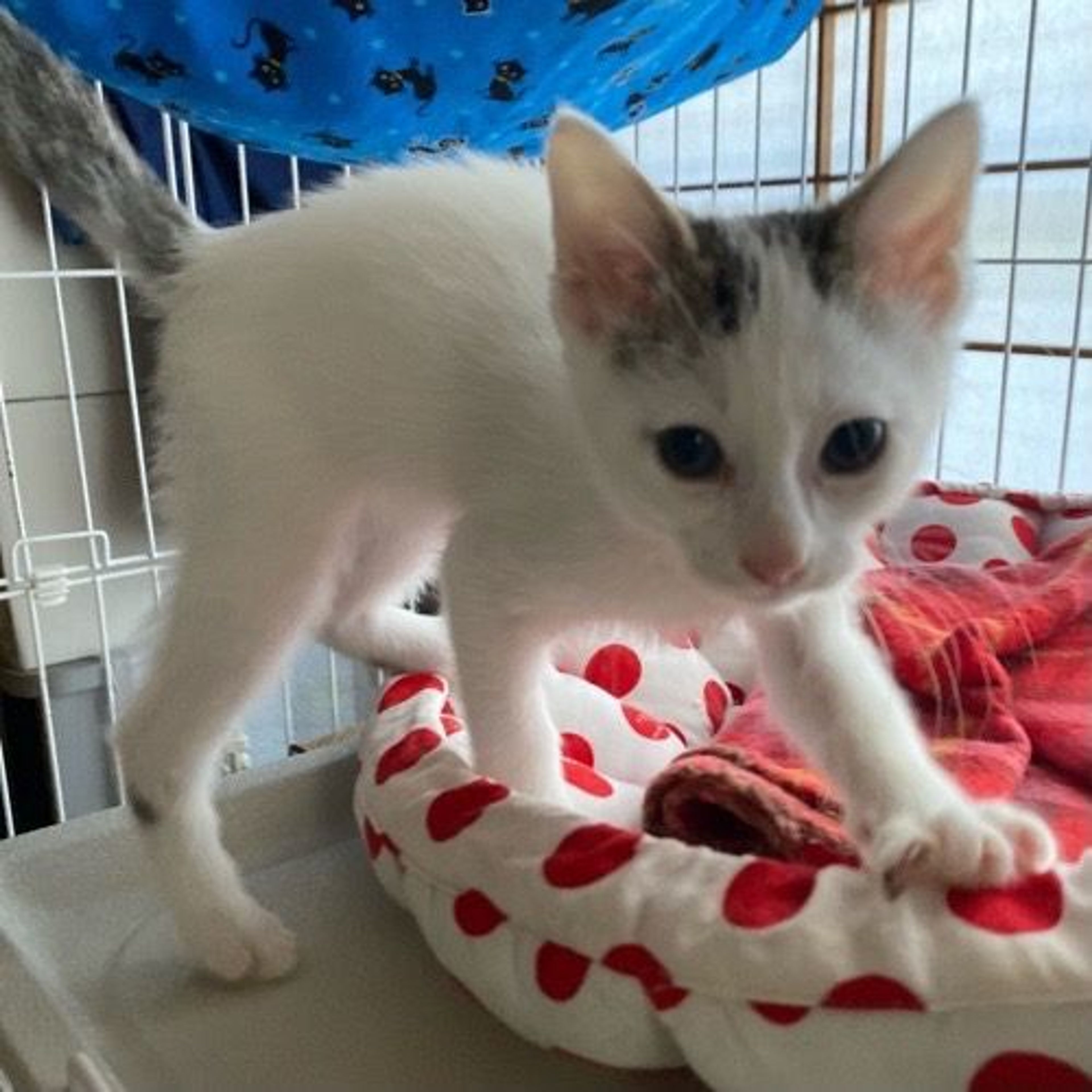 pet-image-3