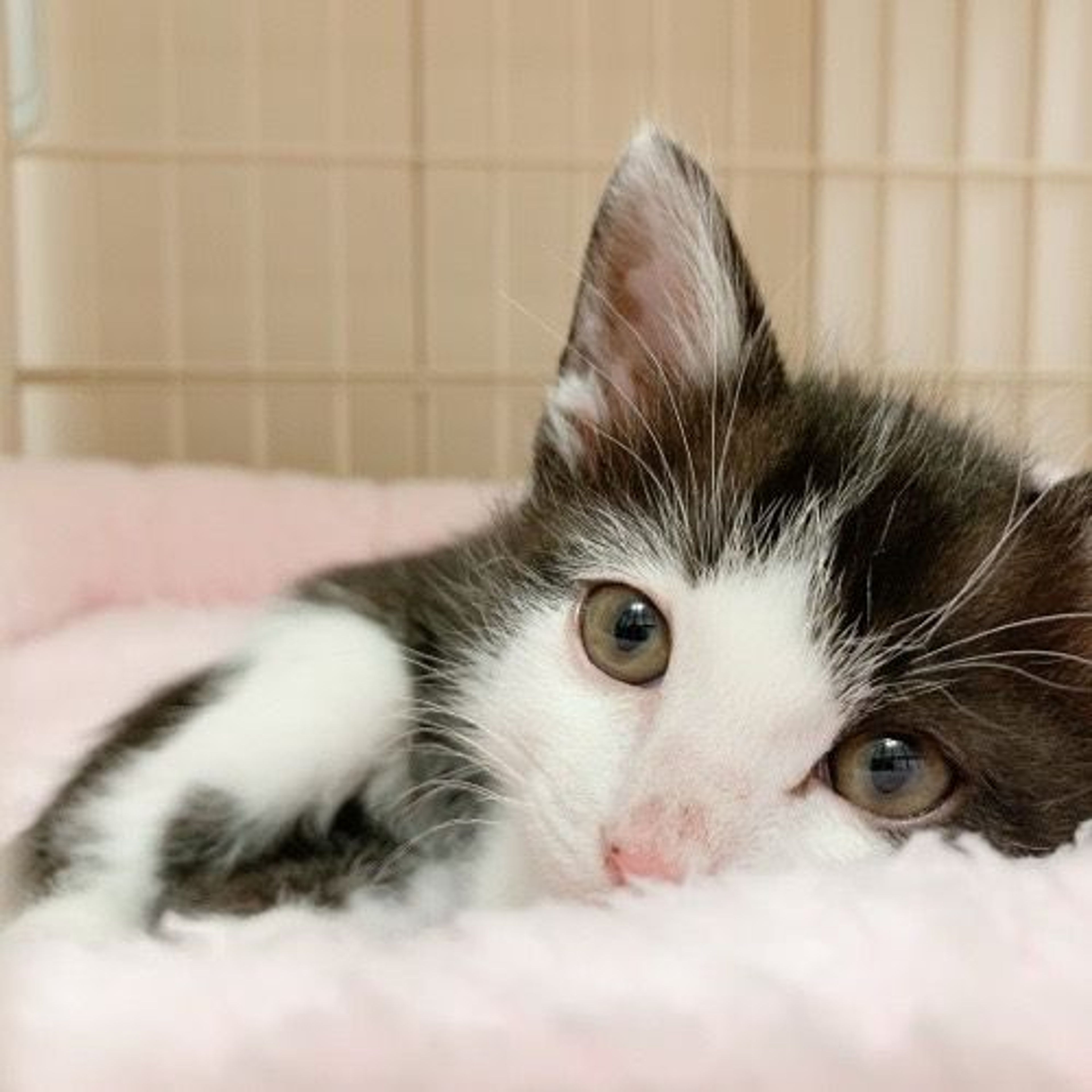 pet-image-2