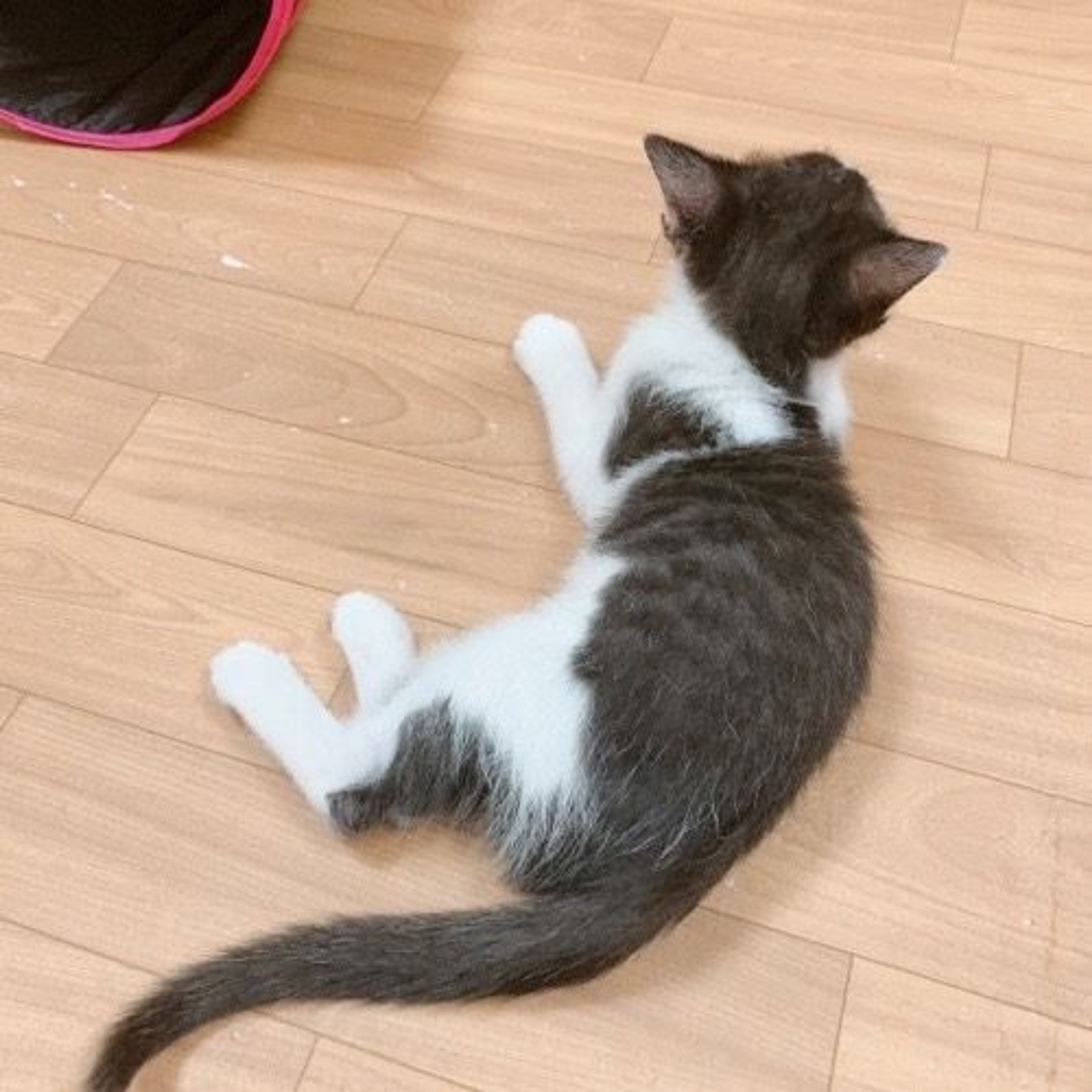 pet-image-3