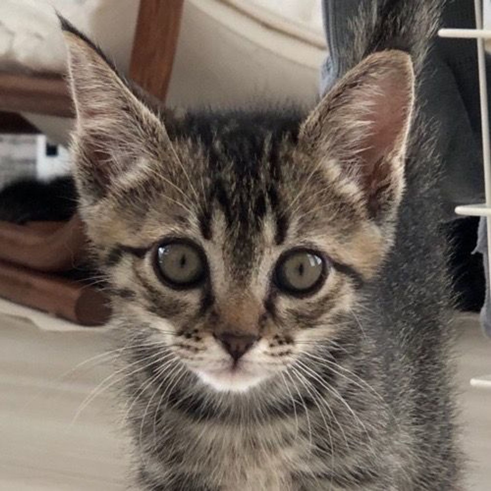雑種（ミックス猫）・オスの里親募集の写真