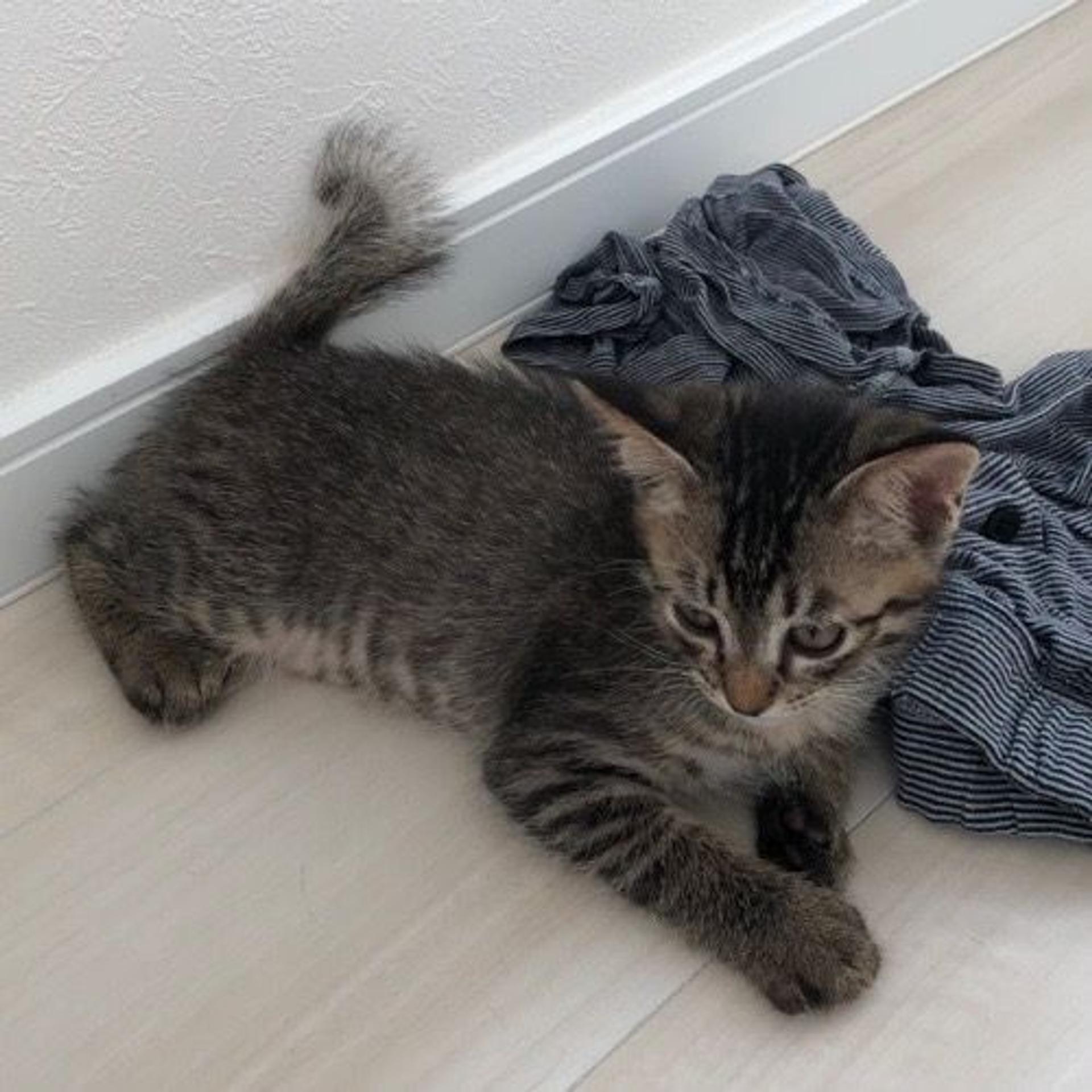 pet-image-3