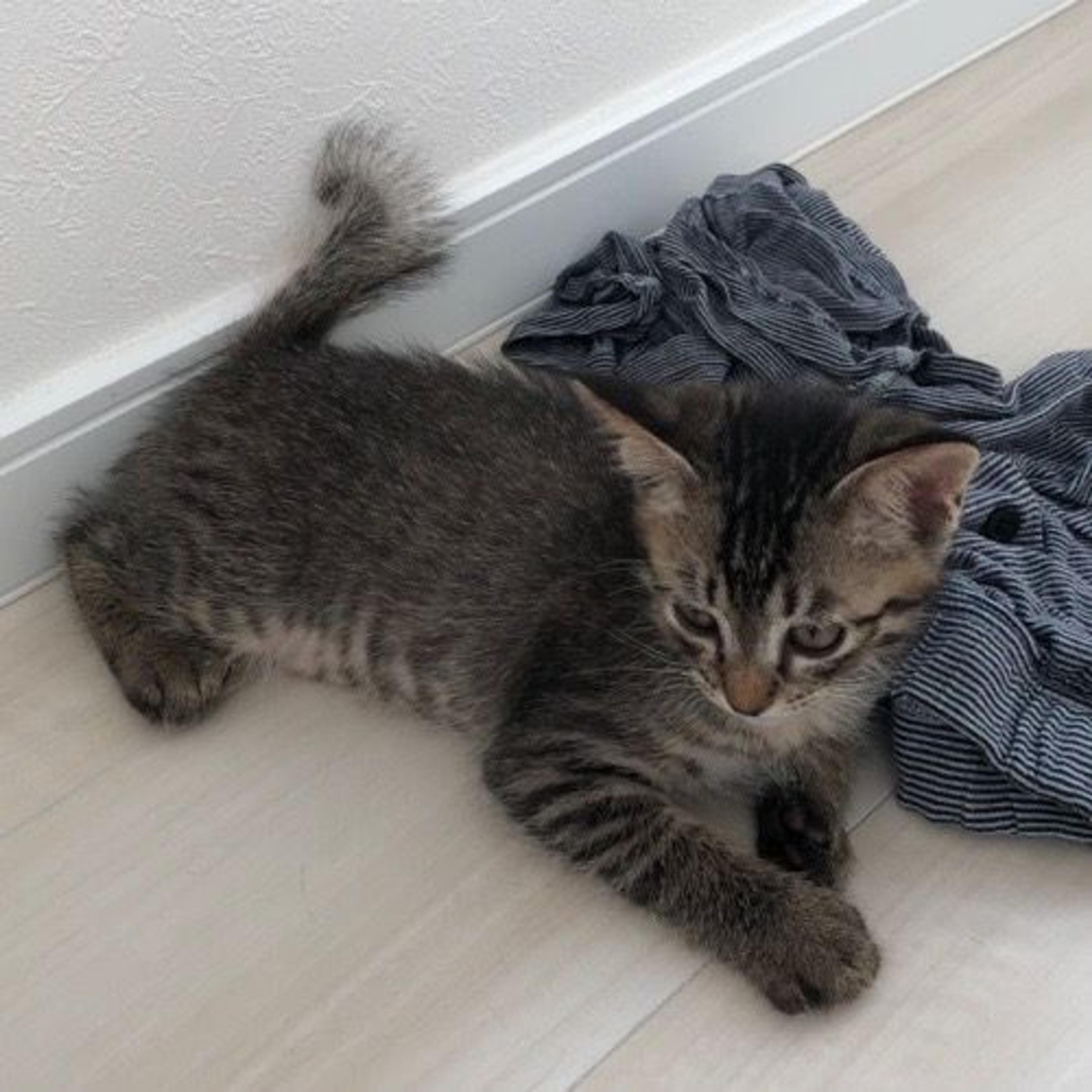 pet-image-3