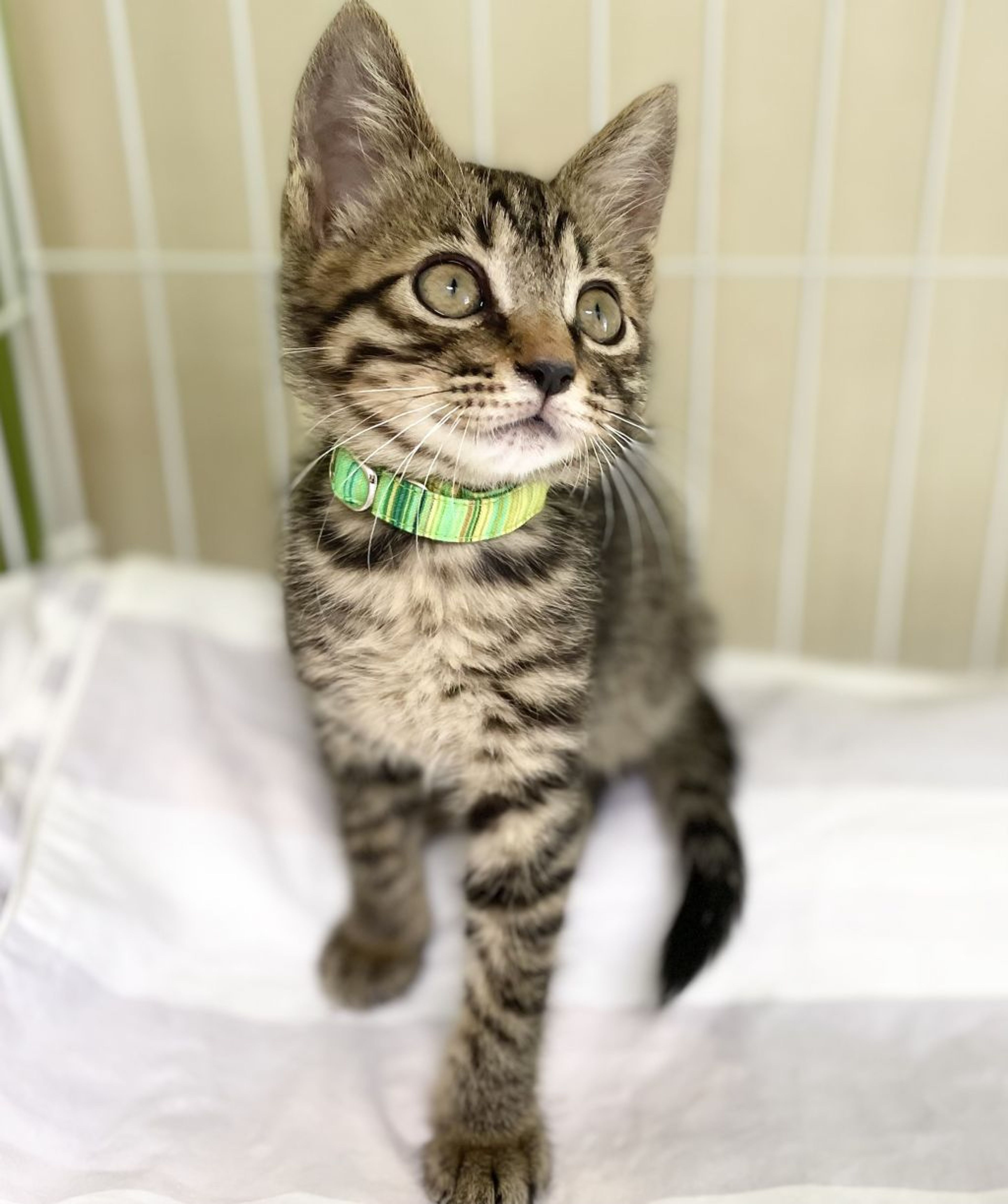 pet-image-4