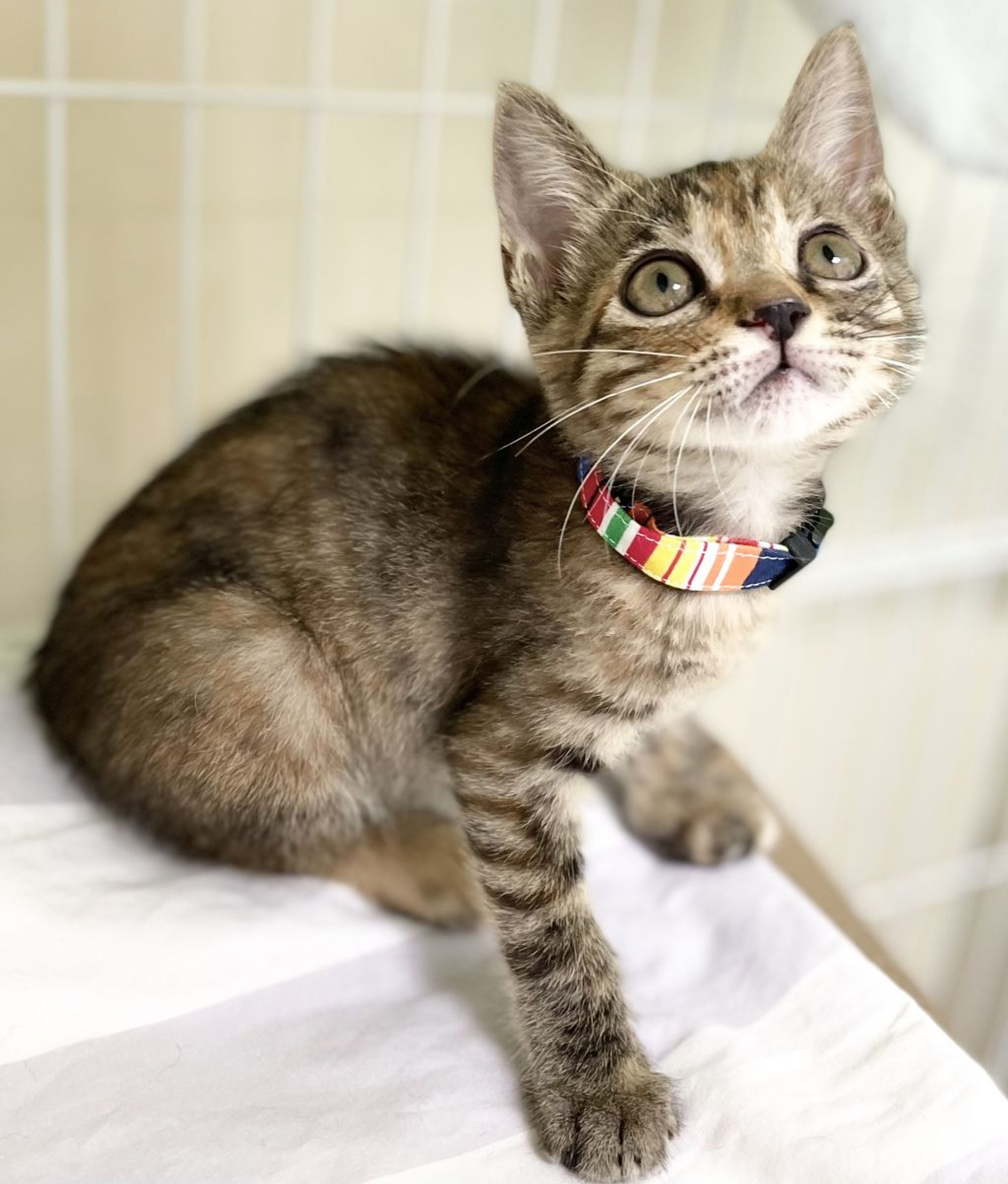 pet-image-5