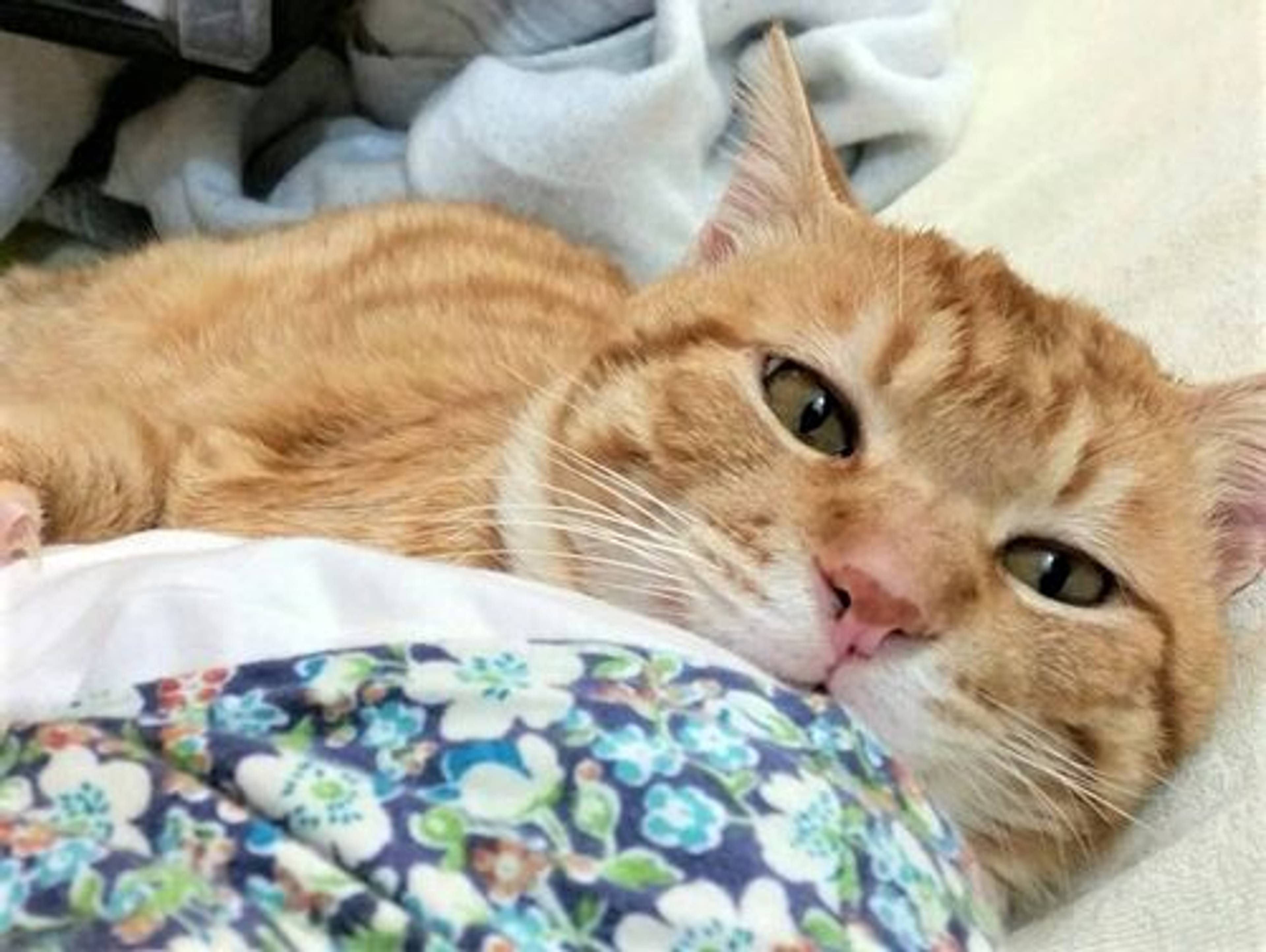雑種（ミックス猫）・オスの里親募集の写真