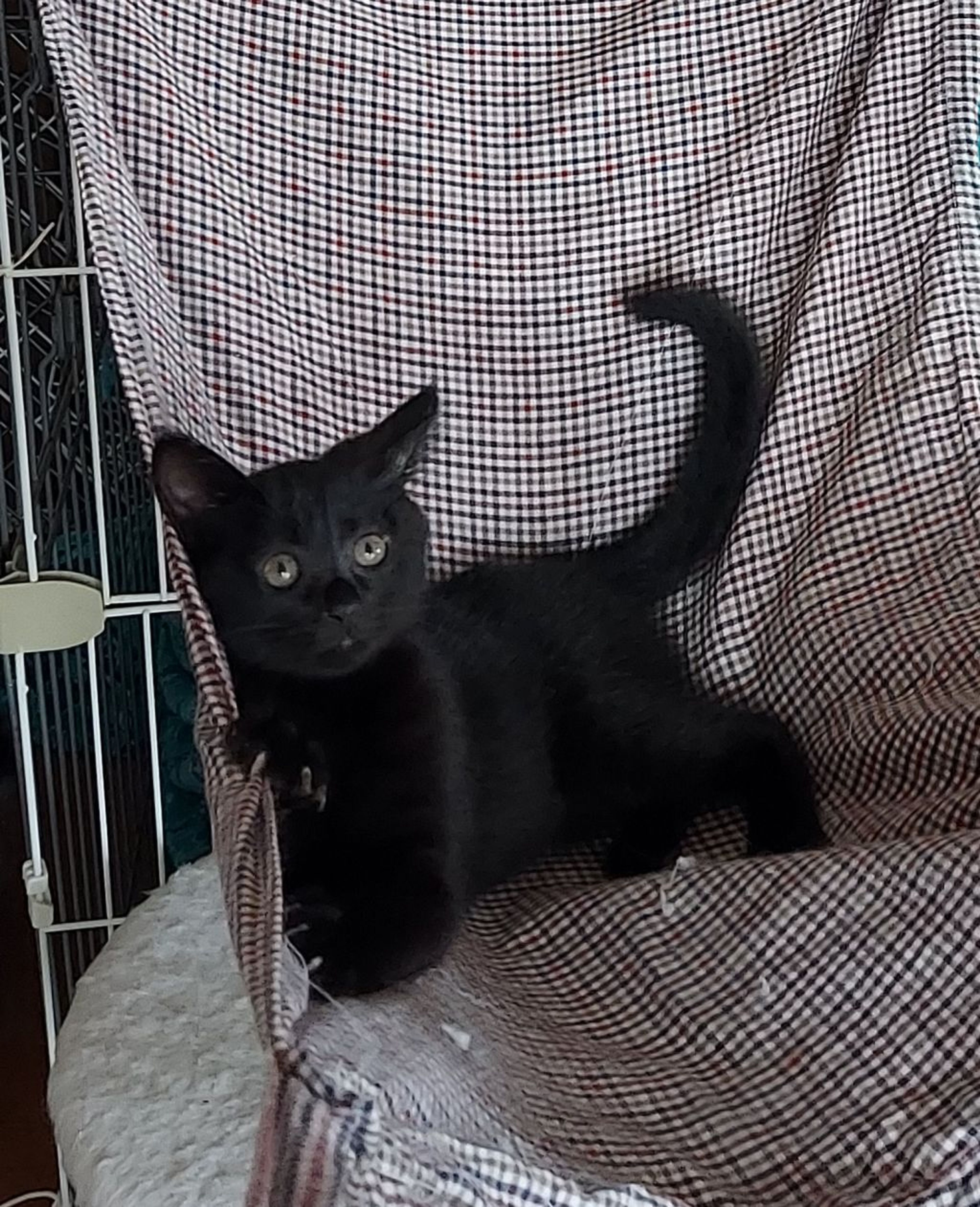 雑種（ミックス猫）・メスの里親募集の写真