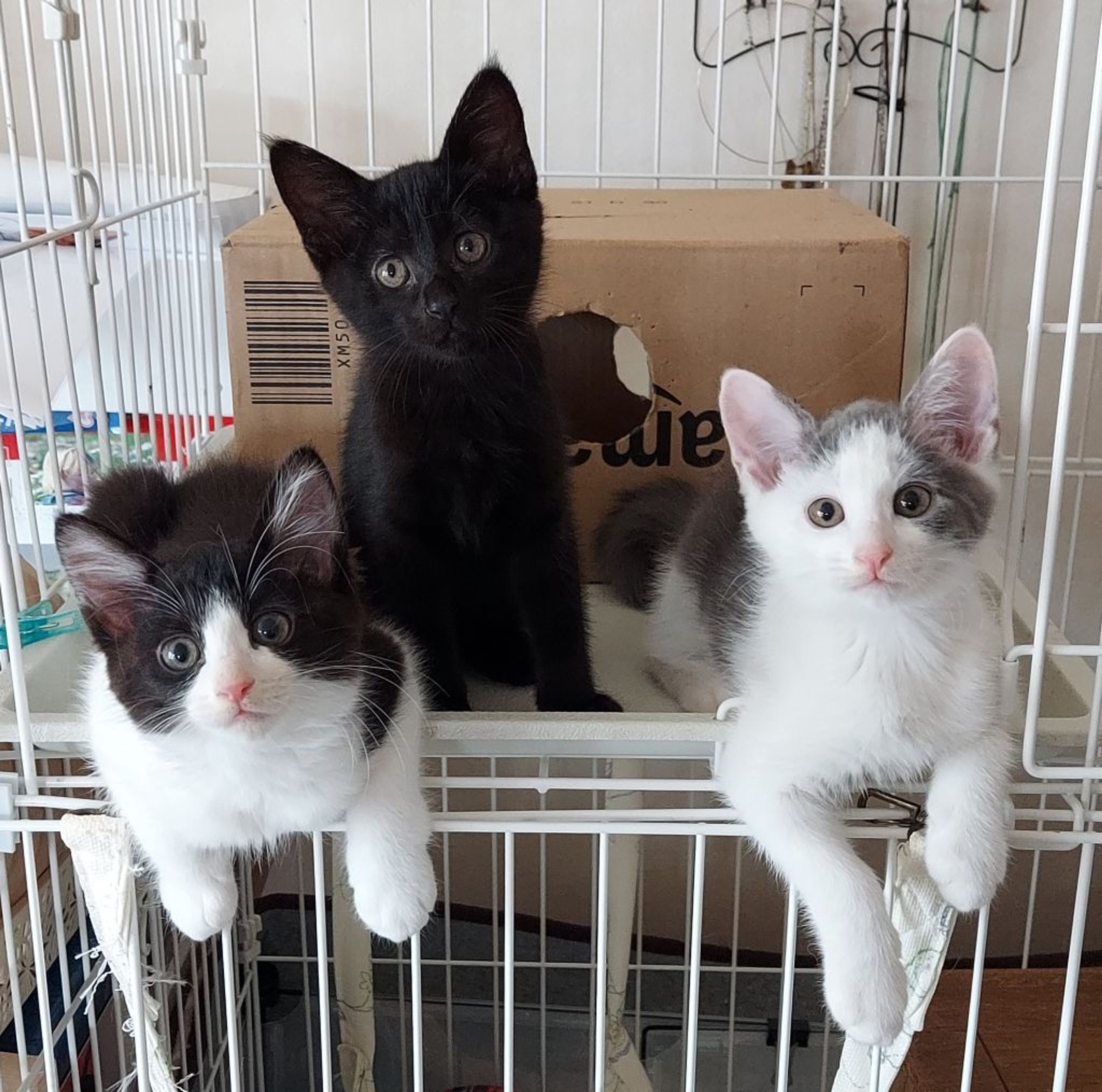 pet-image-3