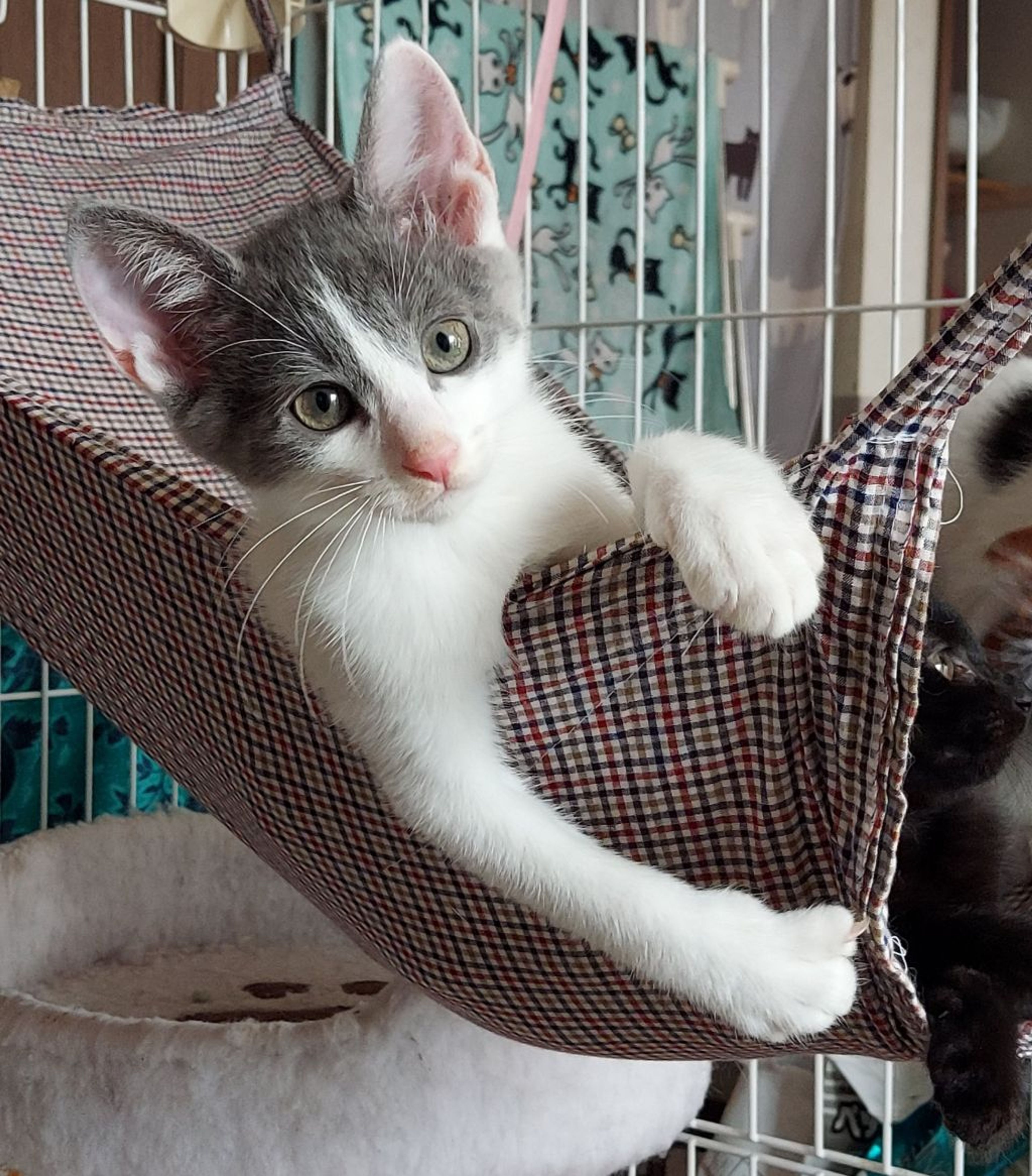 pet-image-2