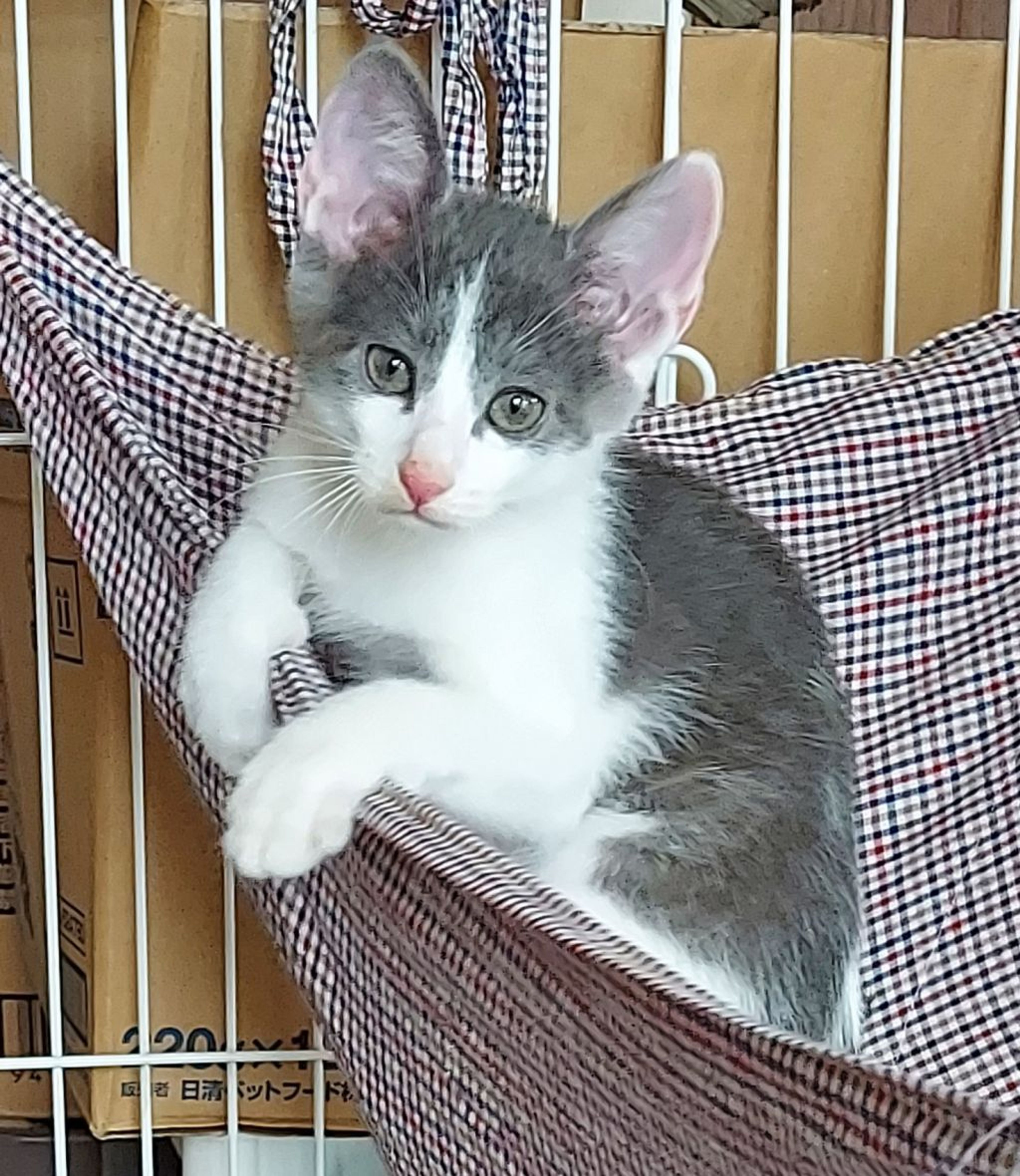 pet-image-3