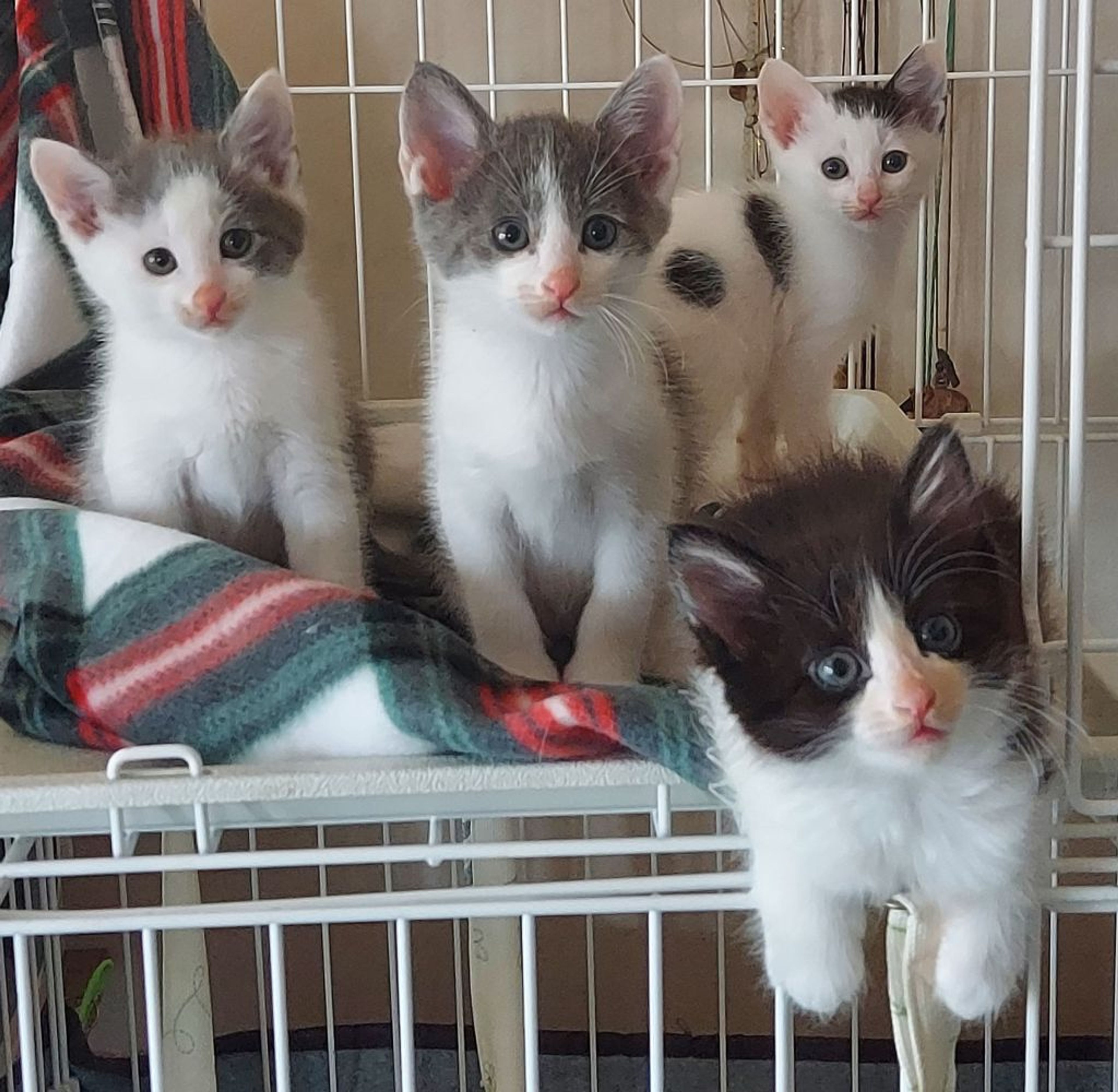 pet-image-4