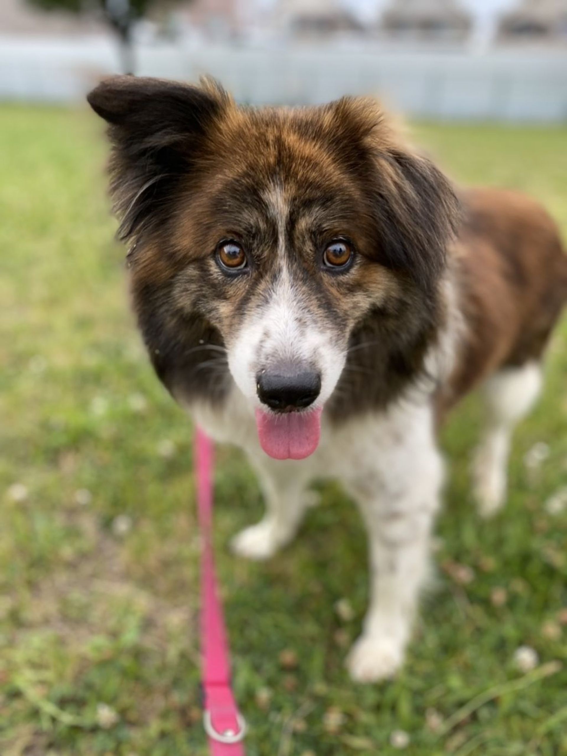 雑種（ミックス犬）・オスの里親募集の写真