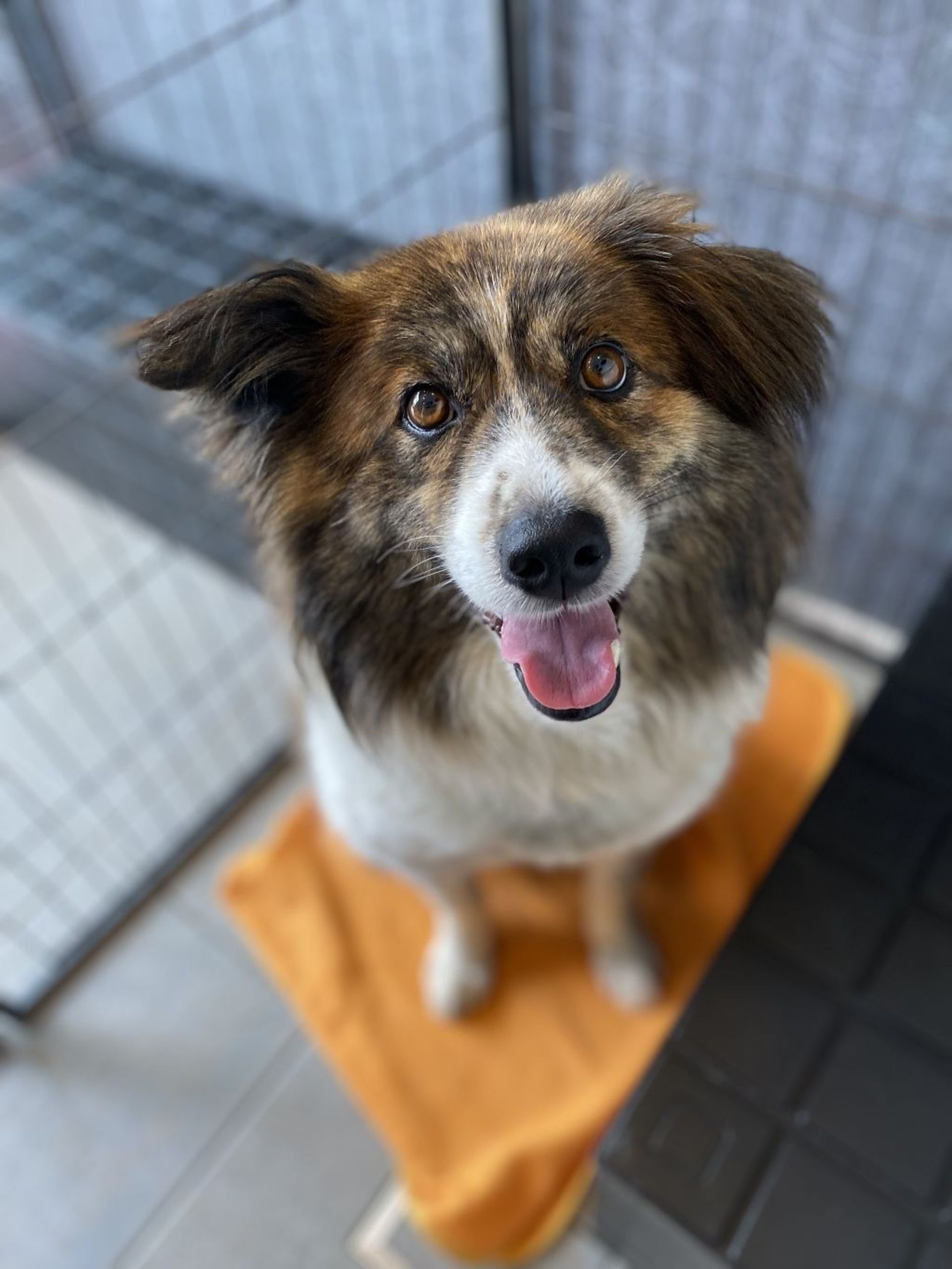 雑種（ミックス犬）・オスの里親募集の写真