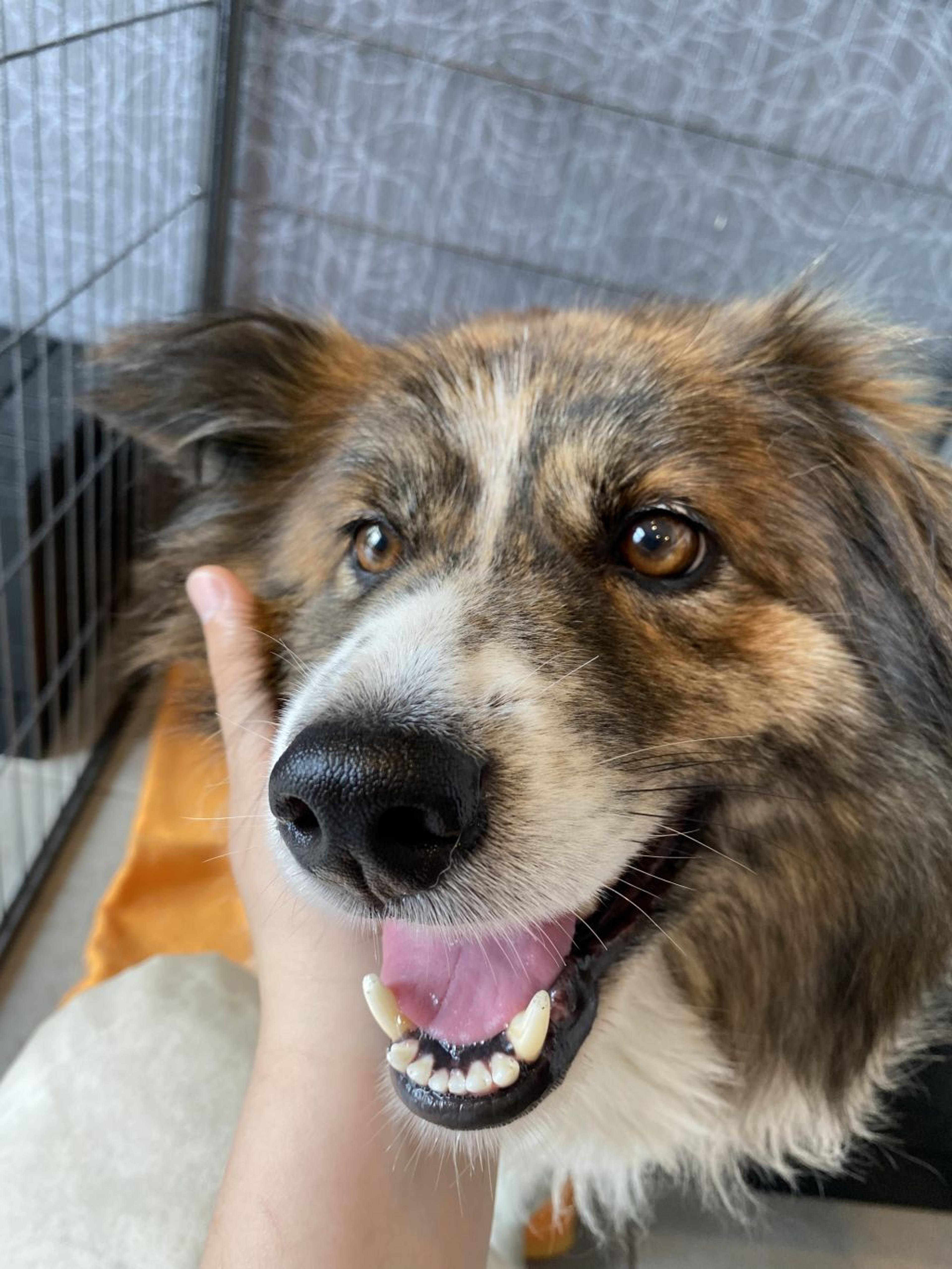 pet-image-3