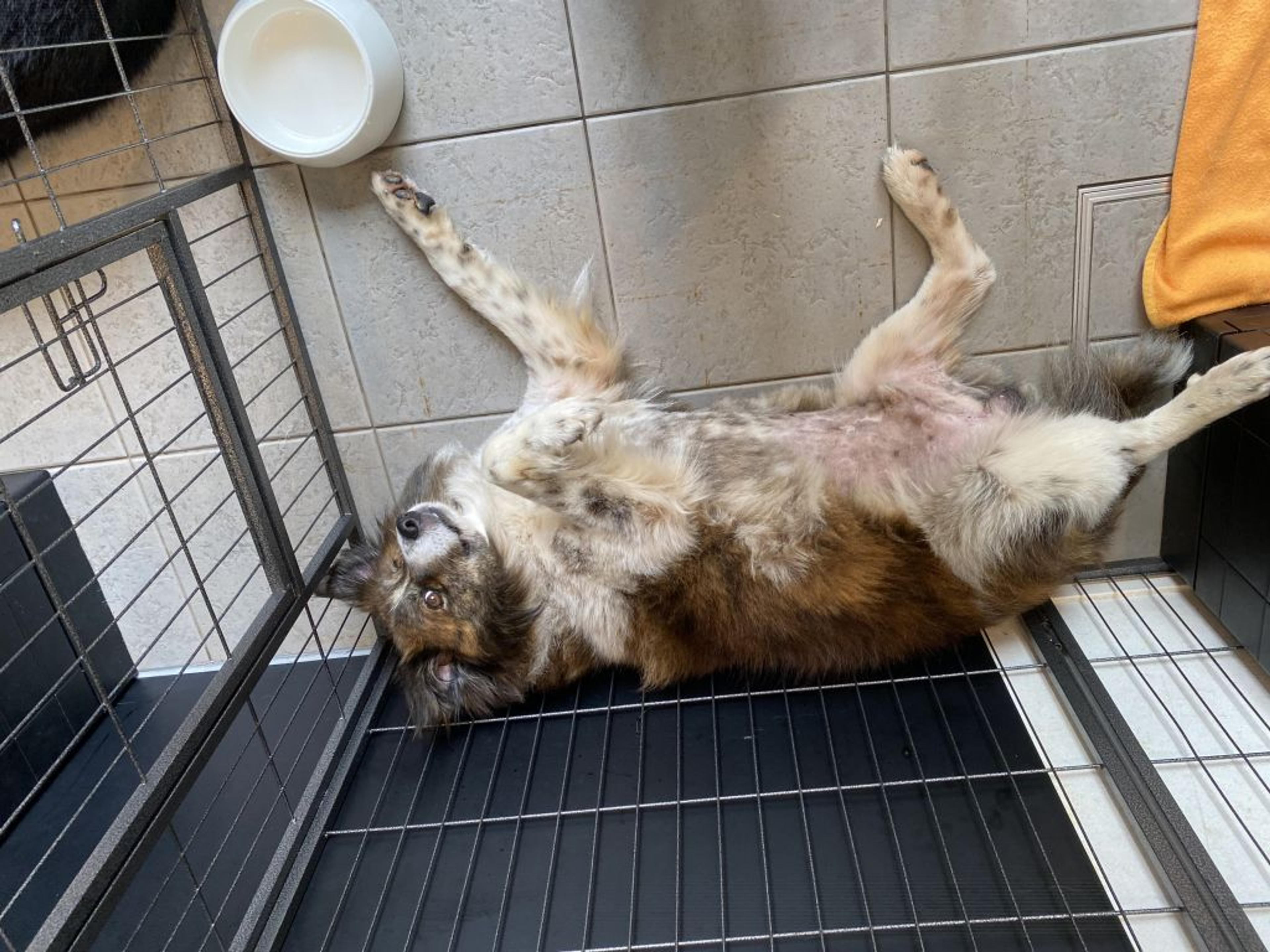 pet-image-4