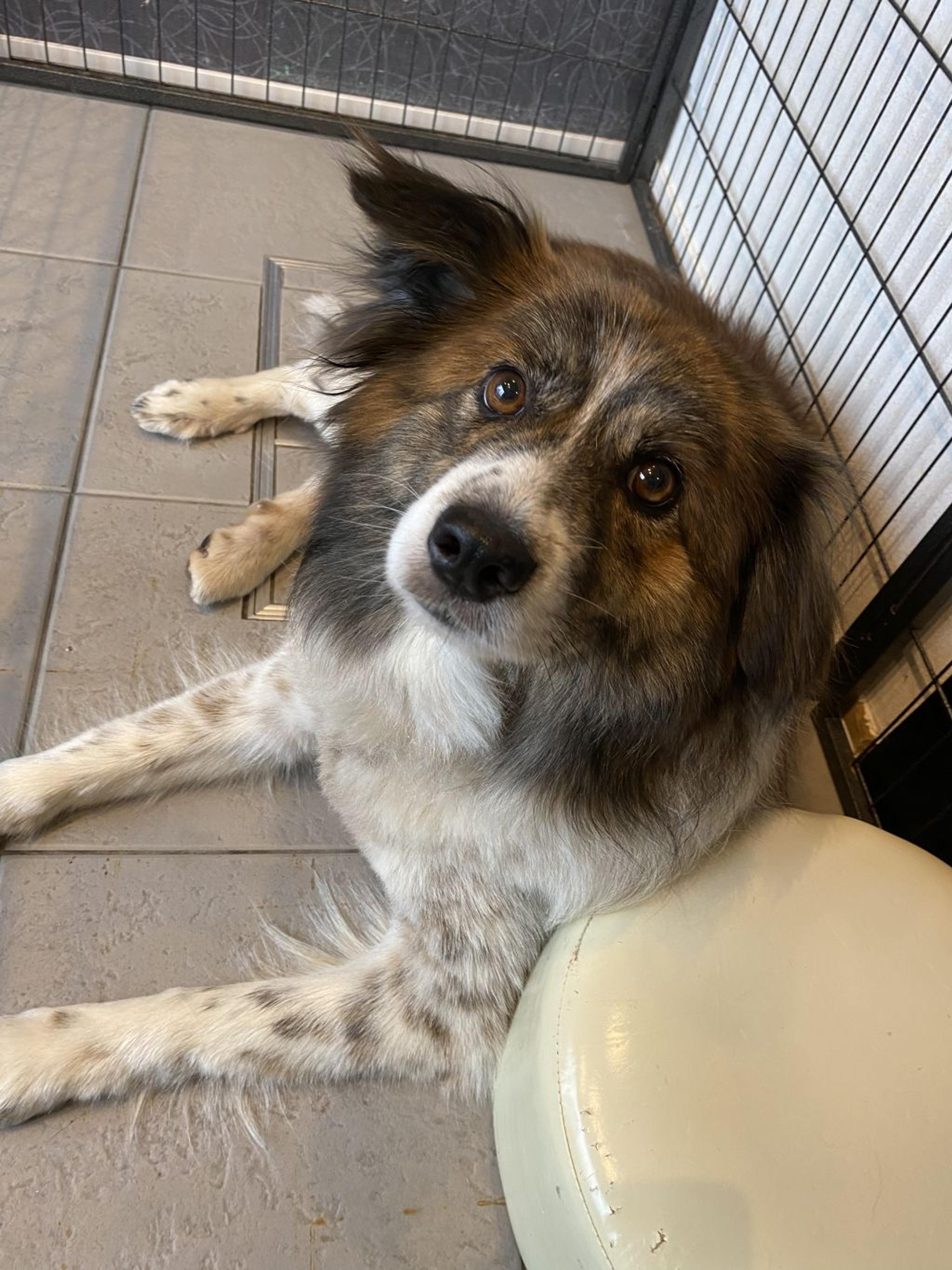 pet-image-5