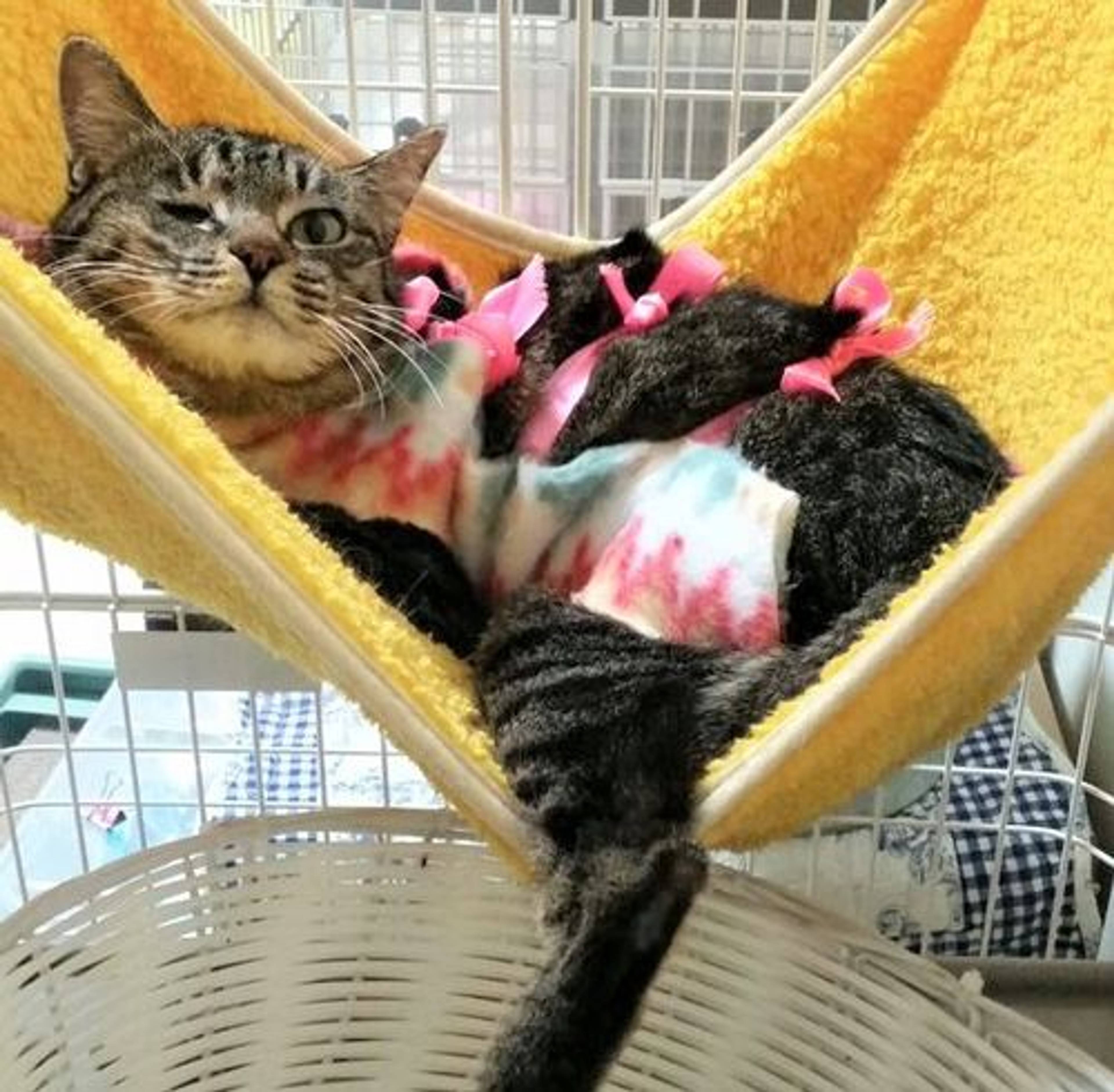 雑種（ミックス猫）・メスの里親募集の写真