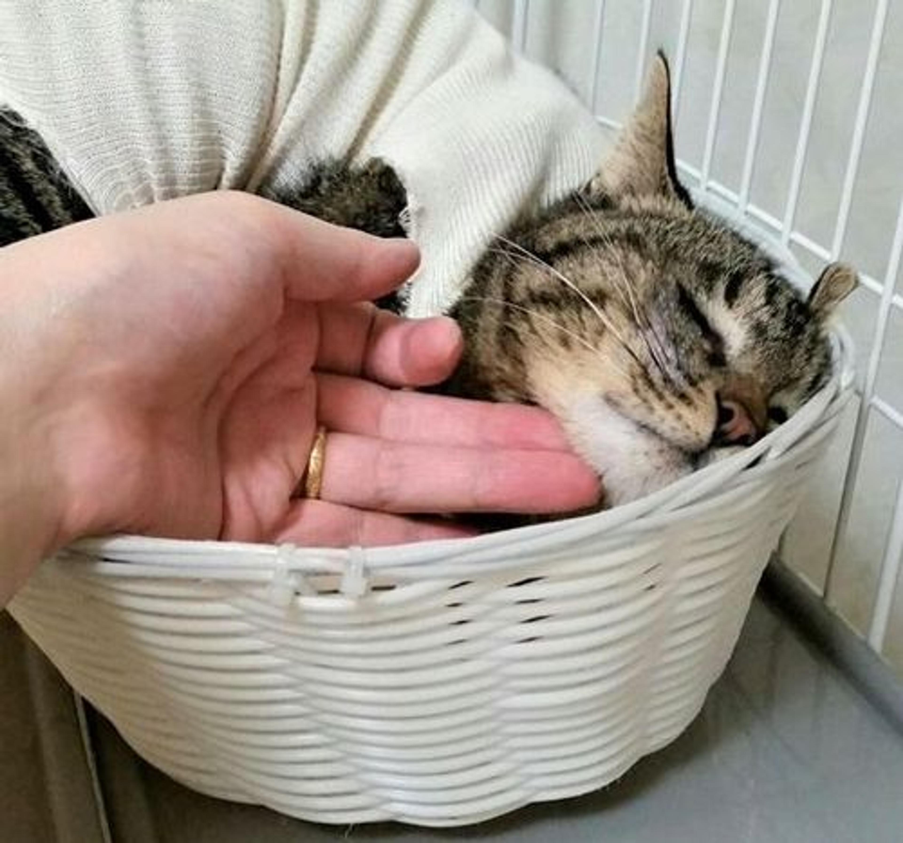pet-image-2