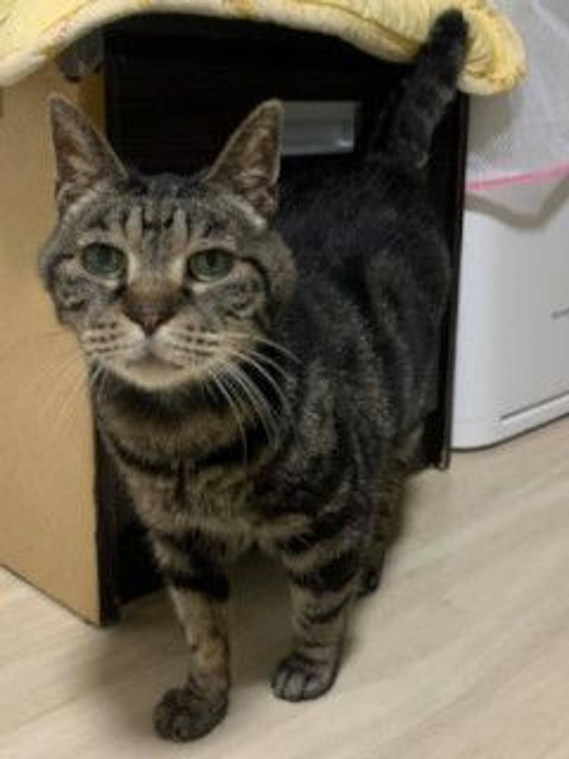 雑種（ミックス猫）・オスの里親募集の写真