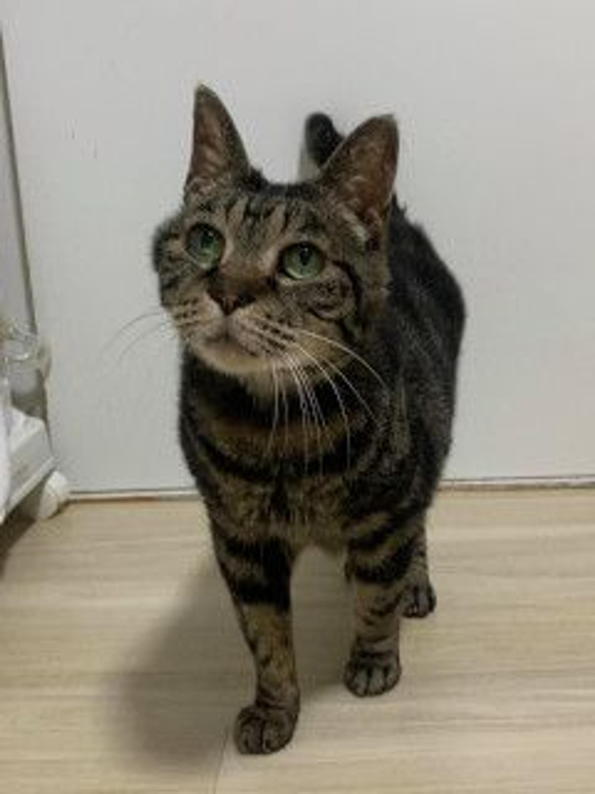 pet-image-5