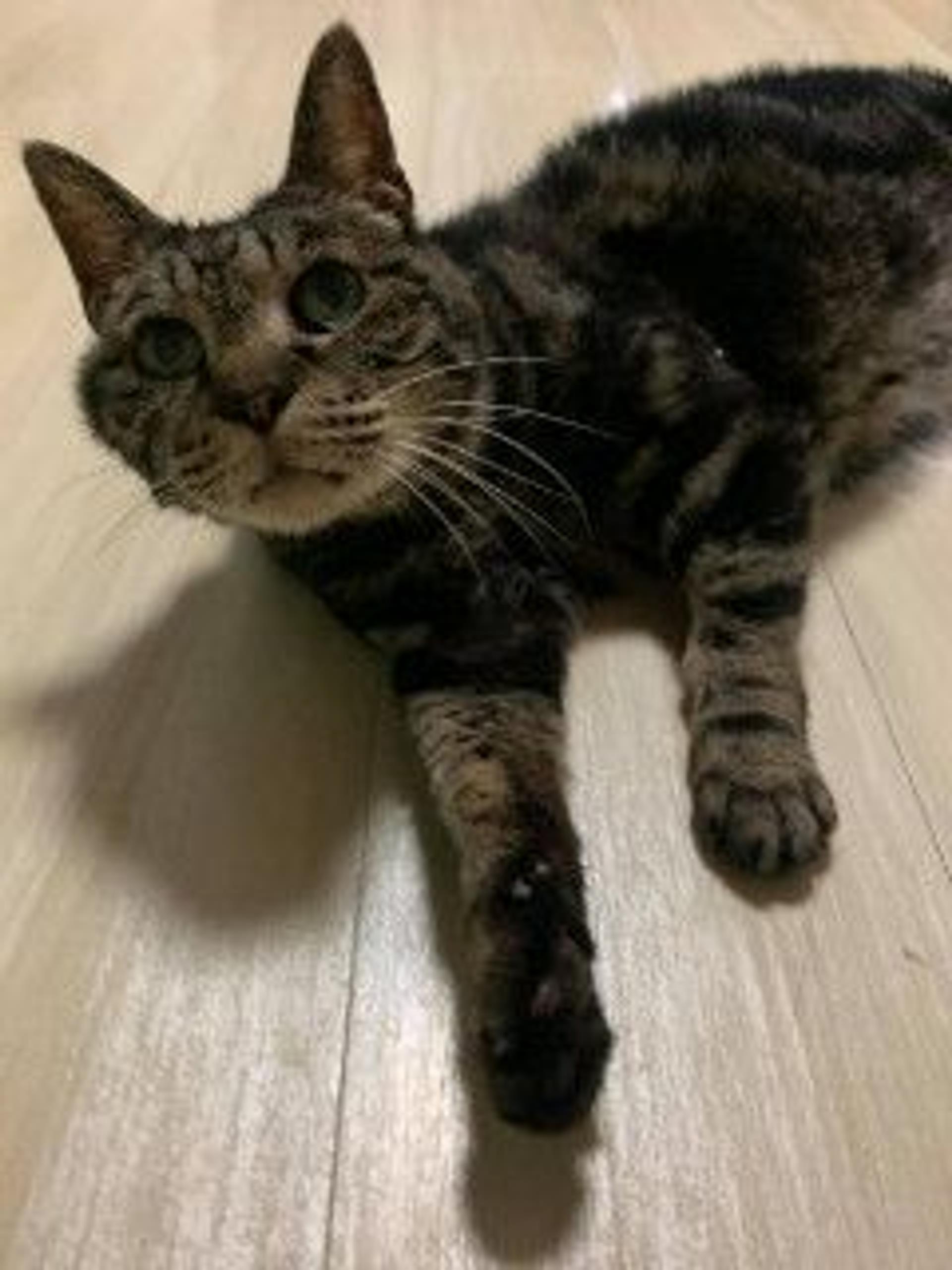 pet-image-6