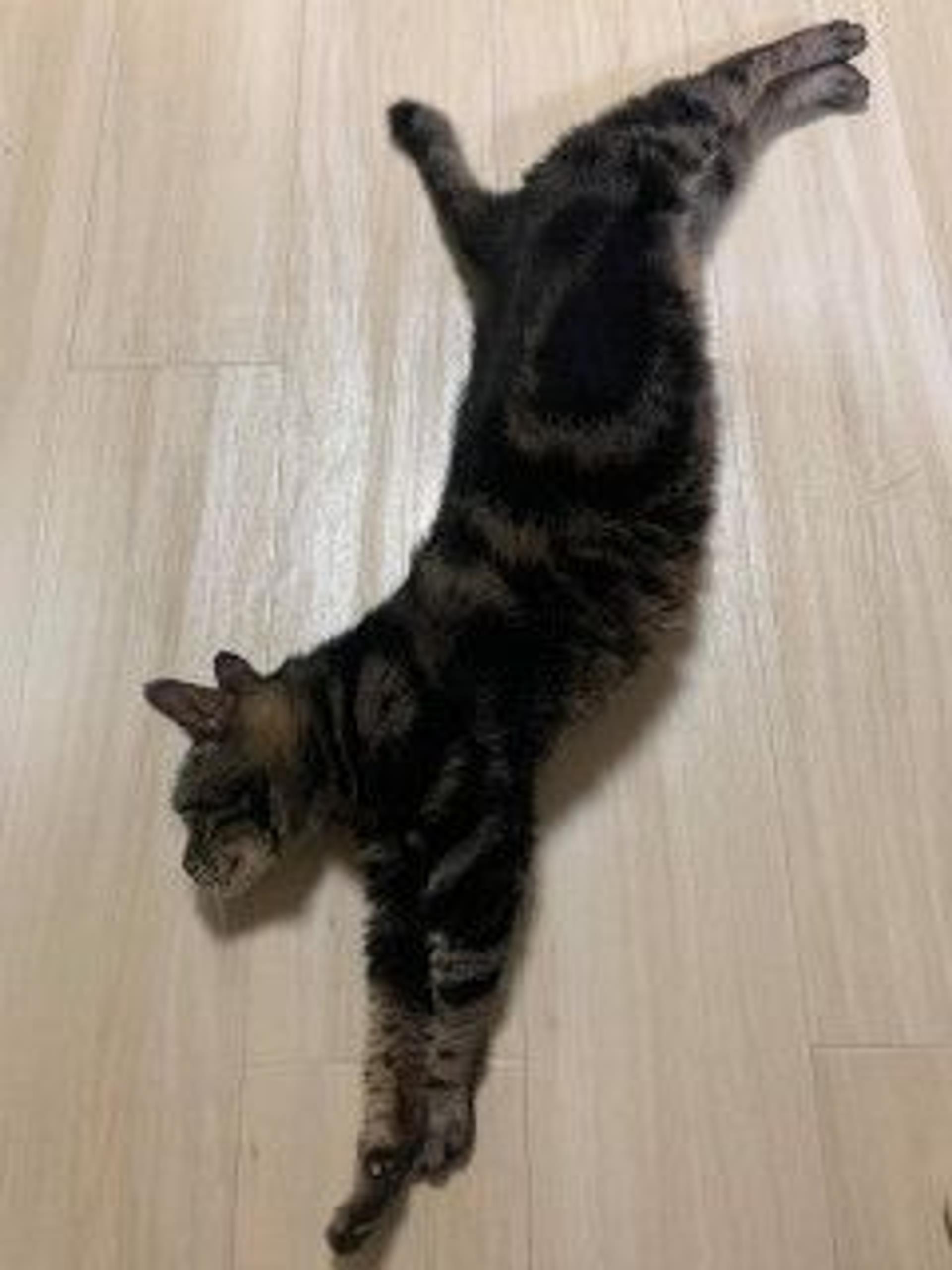 pet-image-7