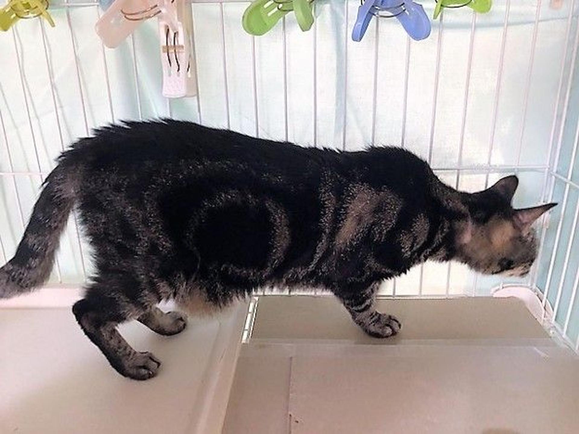 pet-image-2