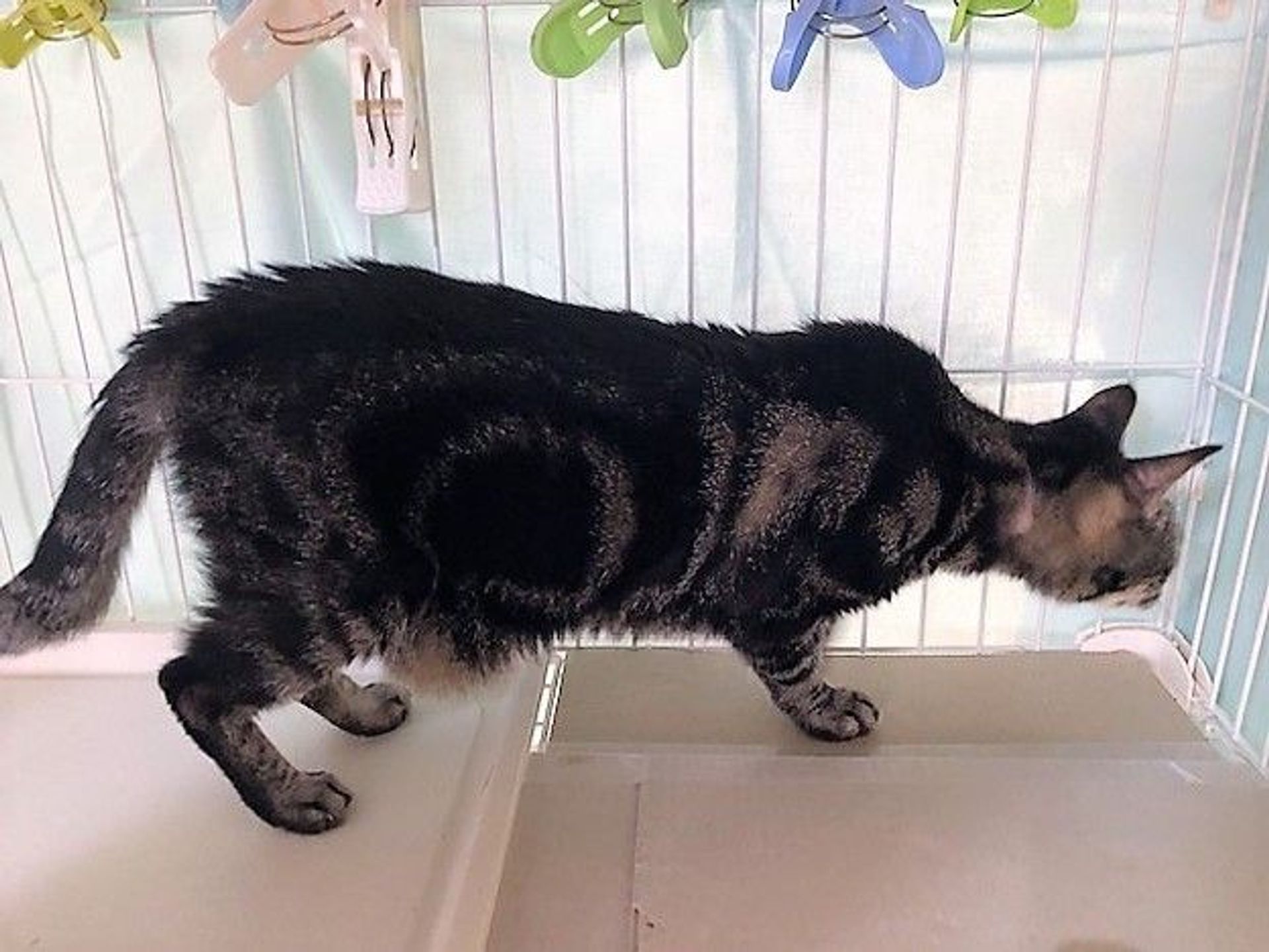 雑種（ミックス猫）・オスの里親募集の写真