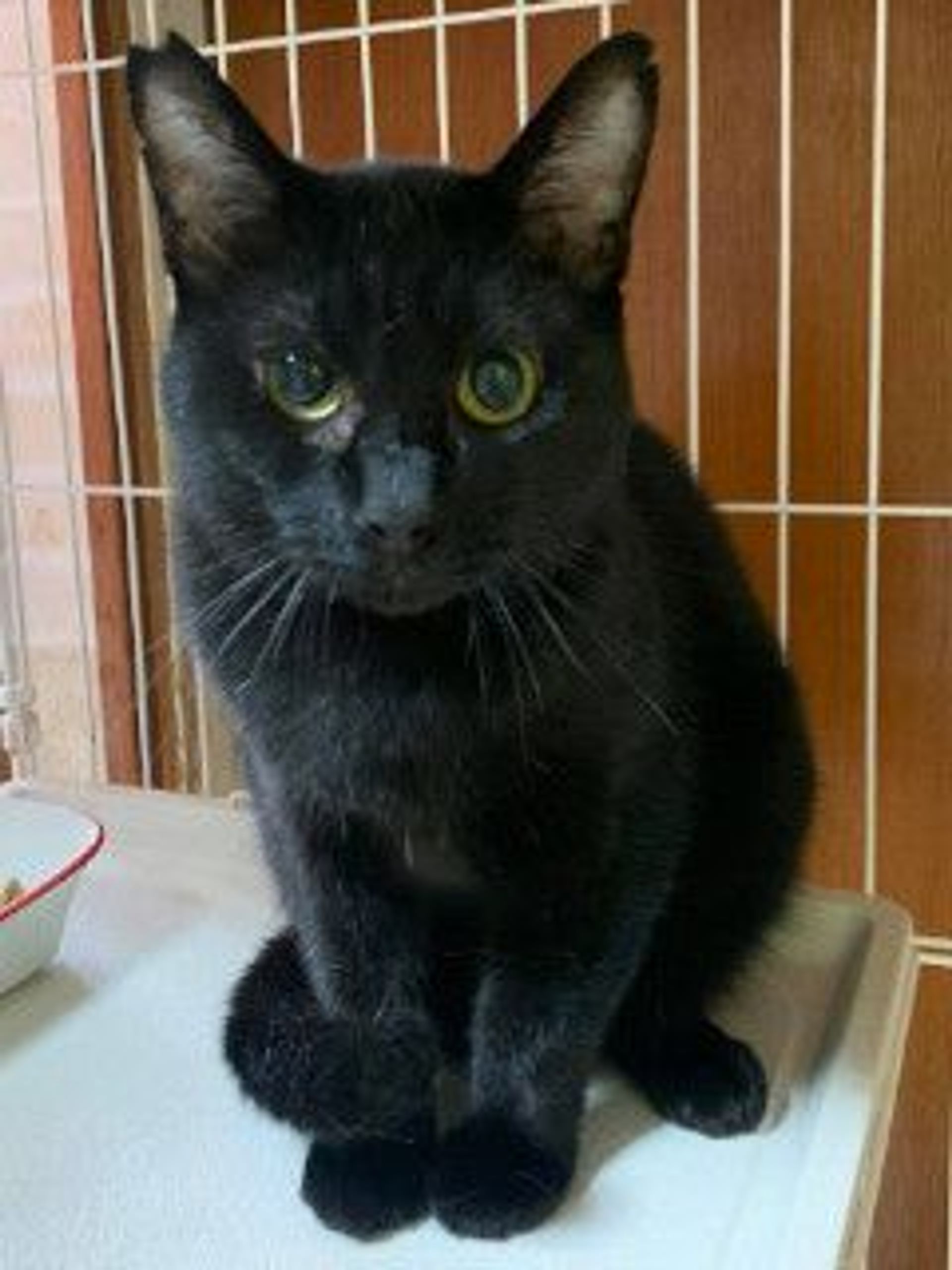 雑種（ミックス猫）・オスの里親募集の写真