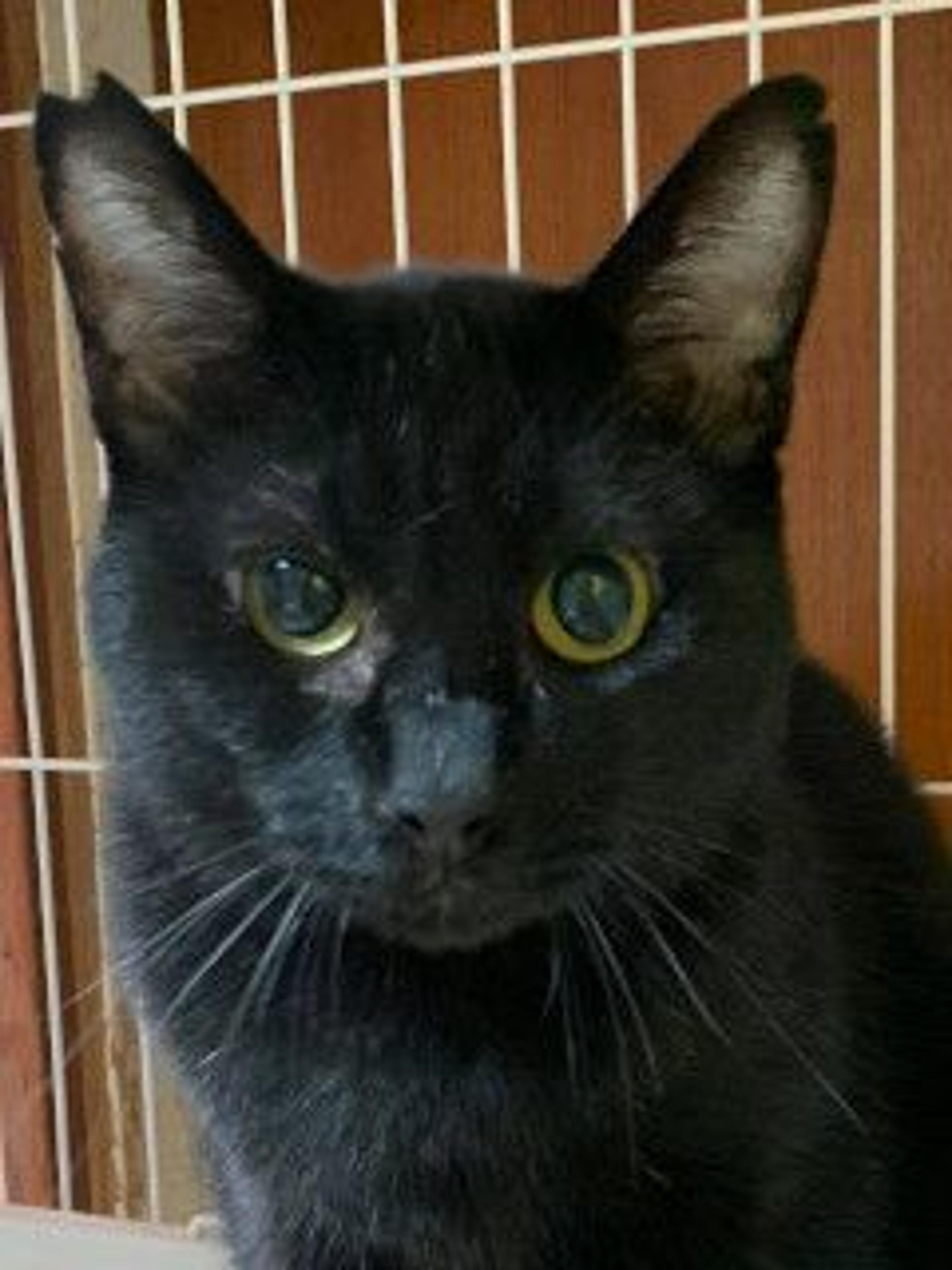 pet-image-2