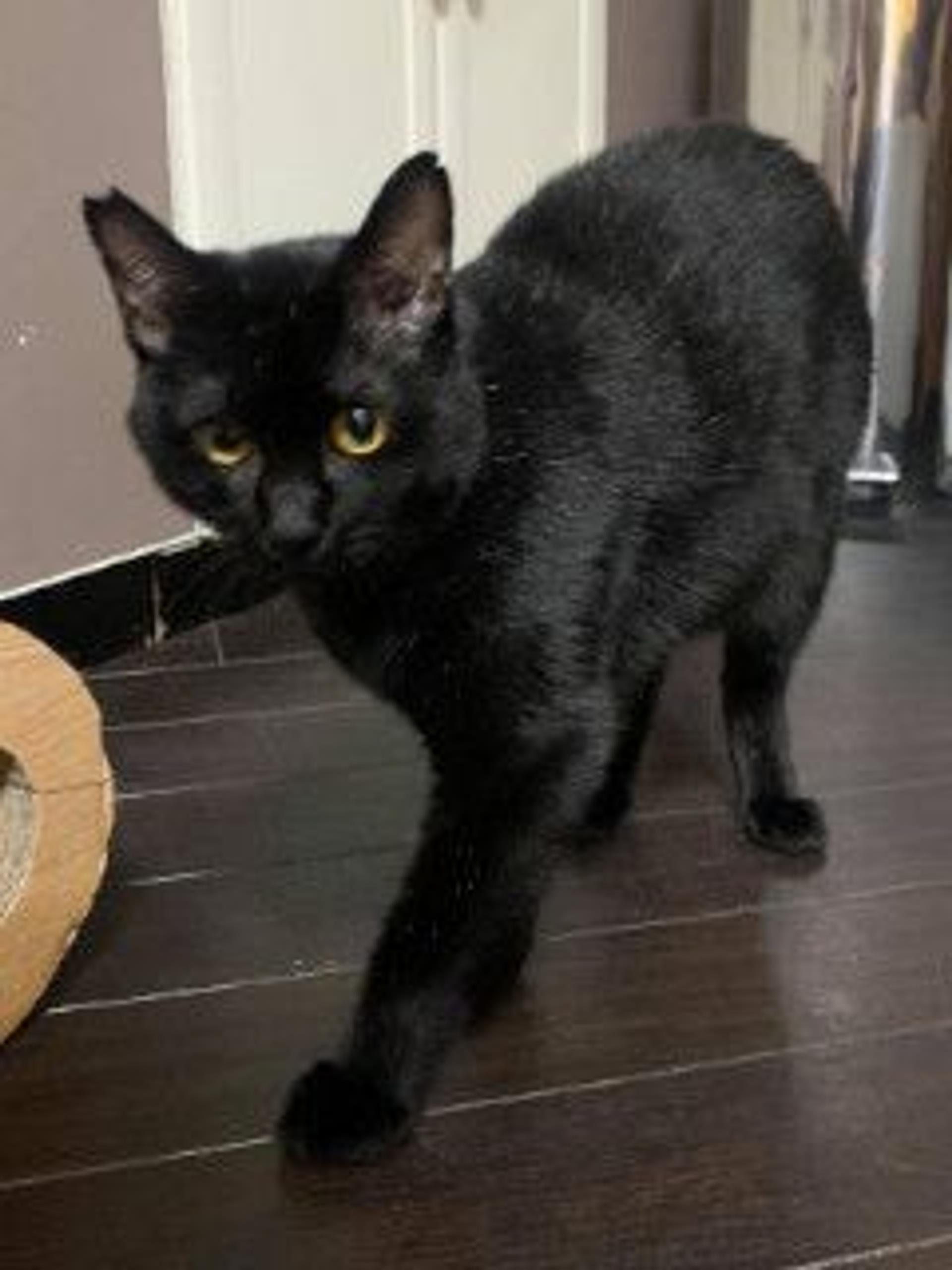 pet-image-3